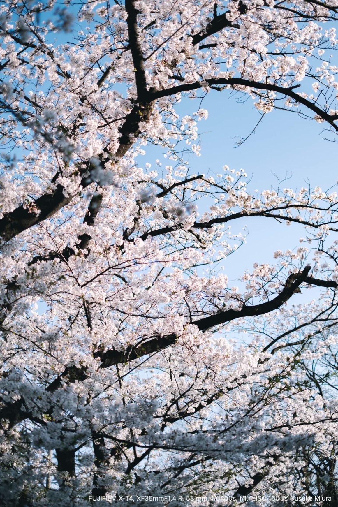 FUJINON XF35mmF1.4 R｜日常に咲く桜を撮る｜Yusuke Miura