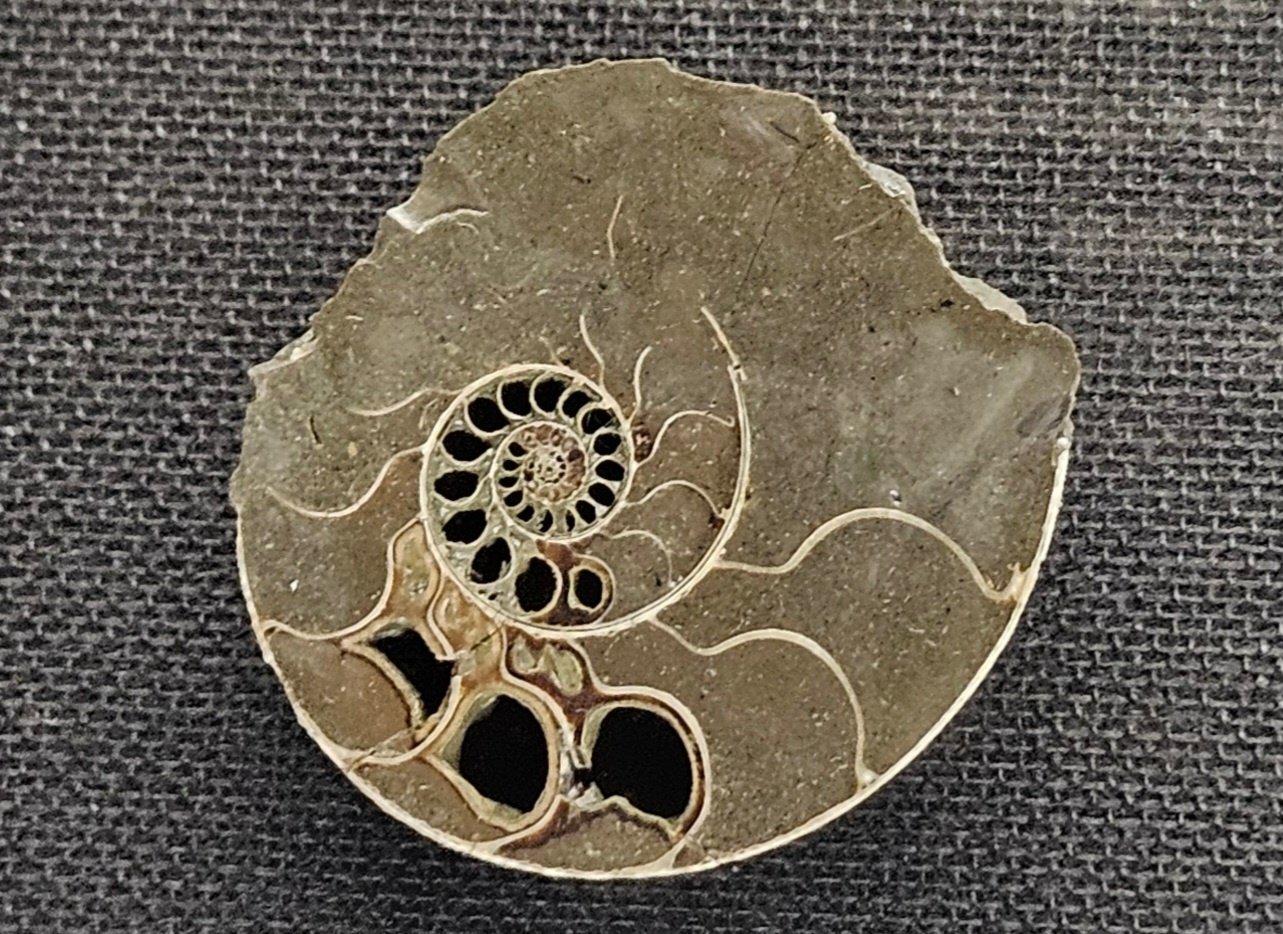 天然アンモナイト化石 重量3.2kg 台座付 古生物標本 鑑賞石 古美術