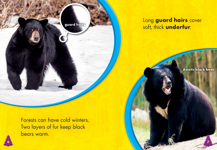 Black Bears - Bellwether Media, Inc.