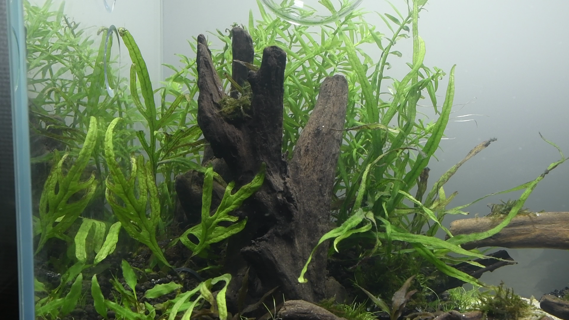 水草紹介：三叉槍? ミクロソリウム・トライデント