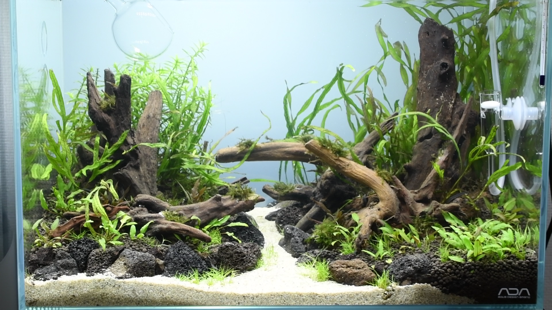 水草紹介：三叉槍? ミクロソリウム・トライデント