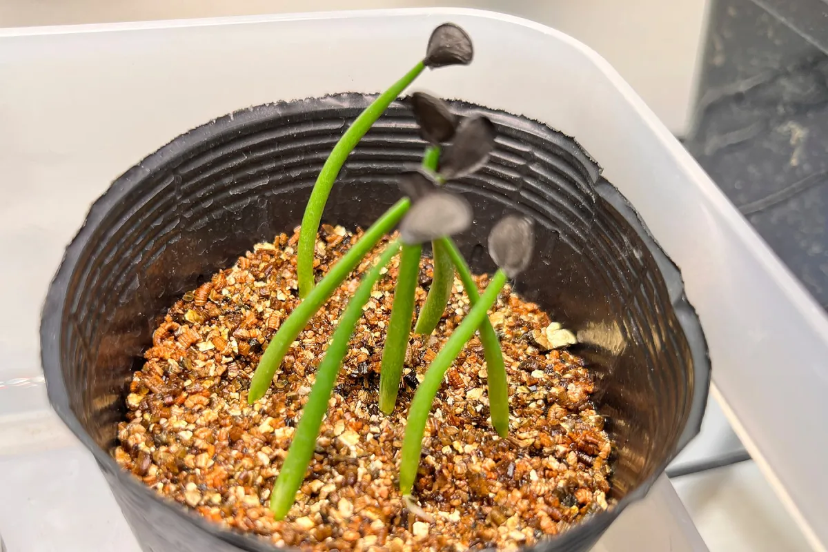 種子] アガベ シュリベイマタペンシス Agave shrevei ssp. matapensis