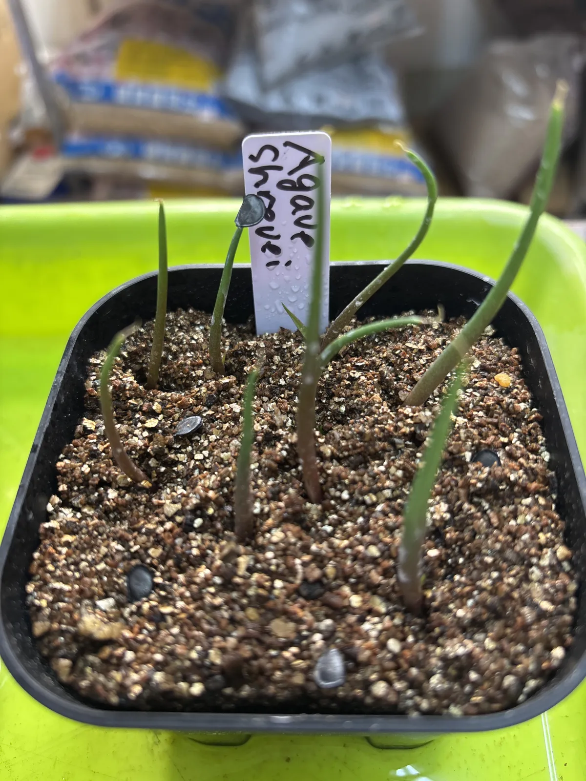 種子] アガベ シュリベイマタペンシス Agave shrevei ssp. matapensis