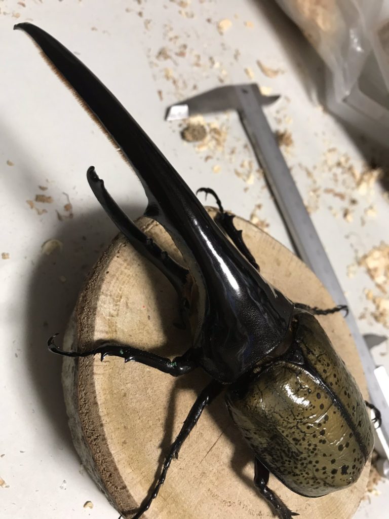 MDS血統 - アートオブヘラクレス