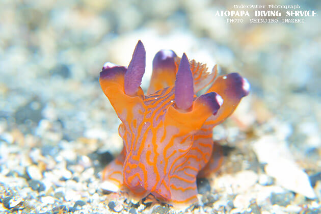 伊豆大島のクチナシツノザヤウミウシのご紹介 - 伊豆大島あとぱぱ
