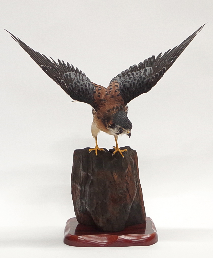 ワシ・タカ・ハヤブサ | 剥製の製作・直売・レンタル・修理なら剥製