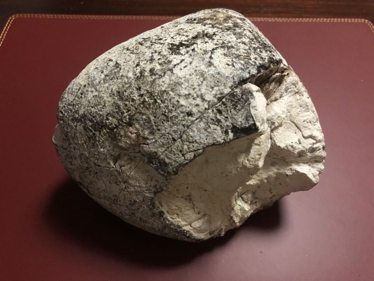 ここが違う！アンバーとアンバーグリスの香りの違い | 超自然派非加熱