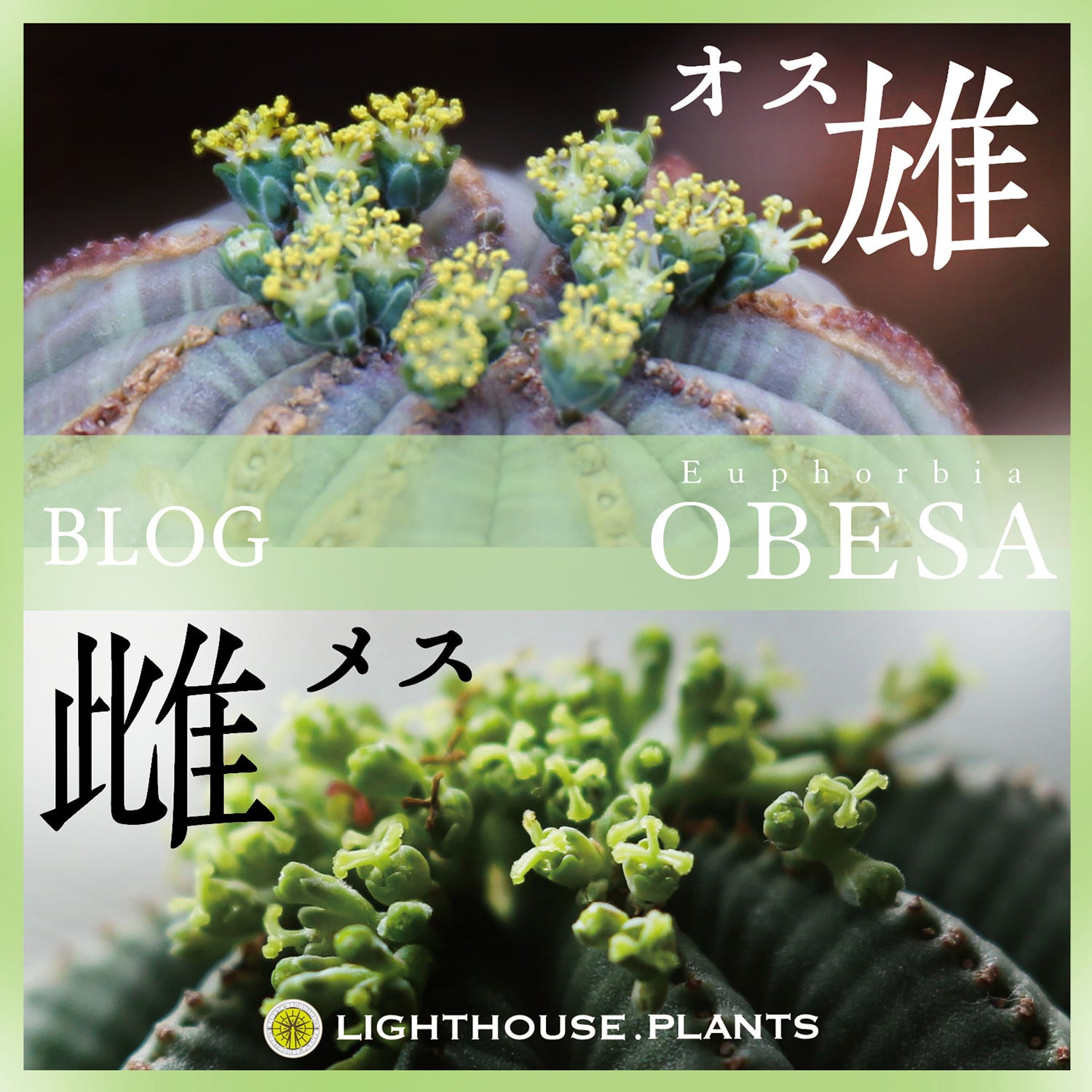 ユーフォルビア オベサ 雄雌 オスメス / 見分け方、交配、種取り(種