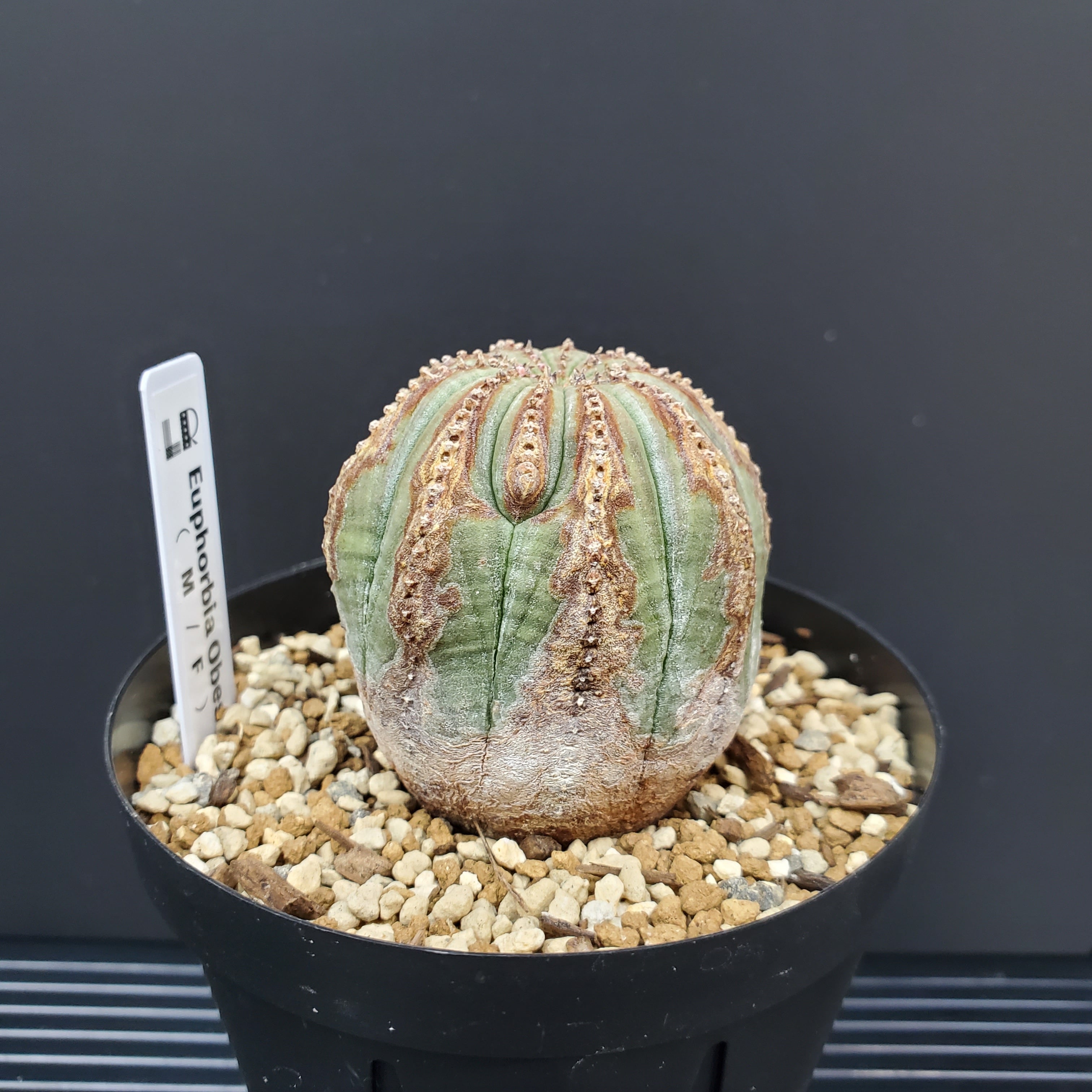 10稜 木質化タイプ】45mm Euphorbia Obesa ユーフォルビア オベサ 木質