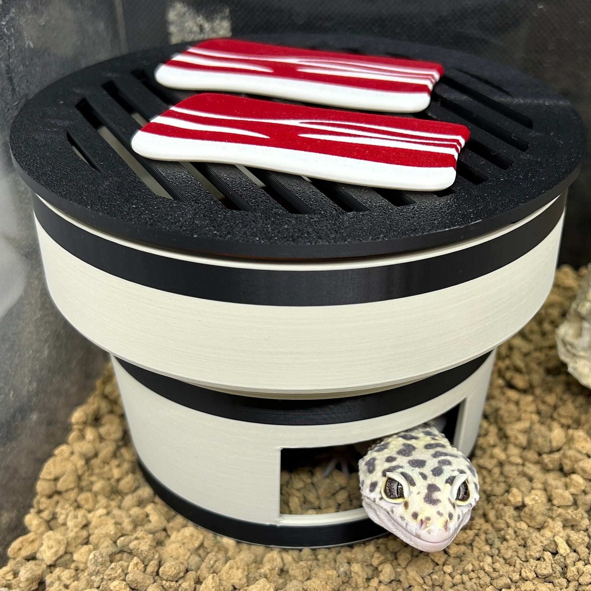 爬虫類 ウェットシェルター 29 爬虫類 ウェットシェルター 29