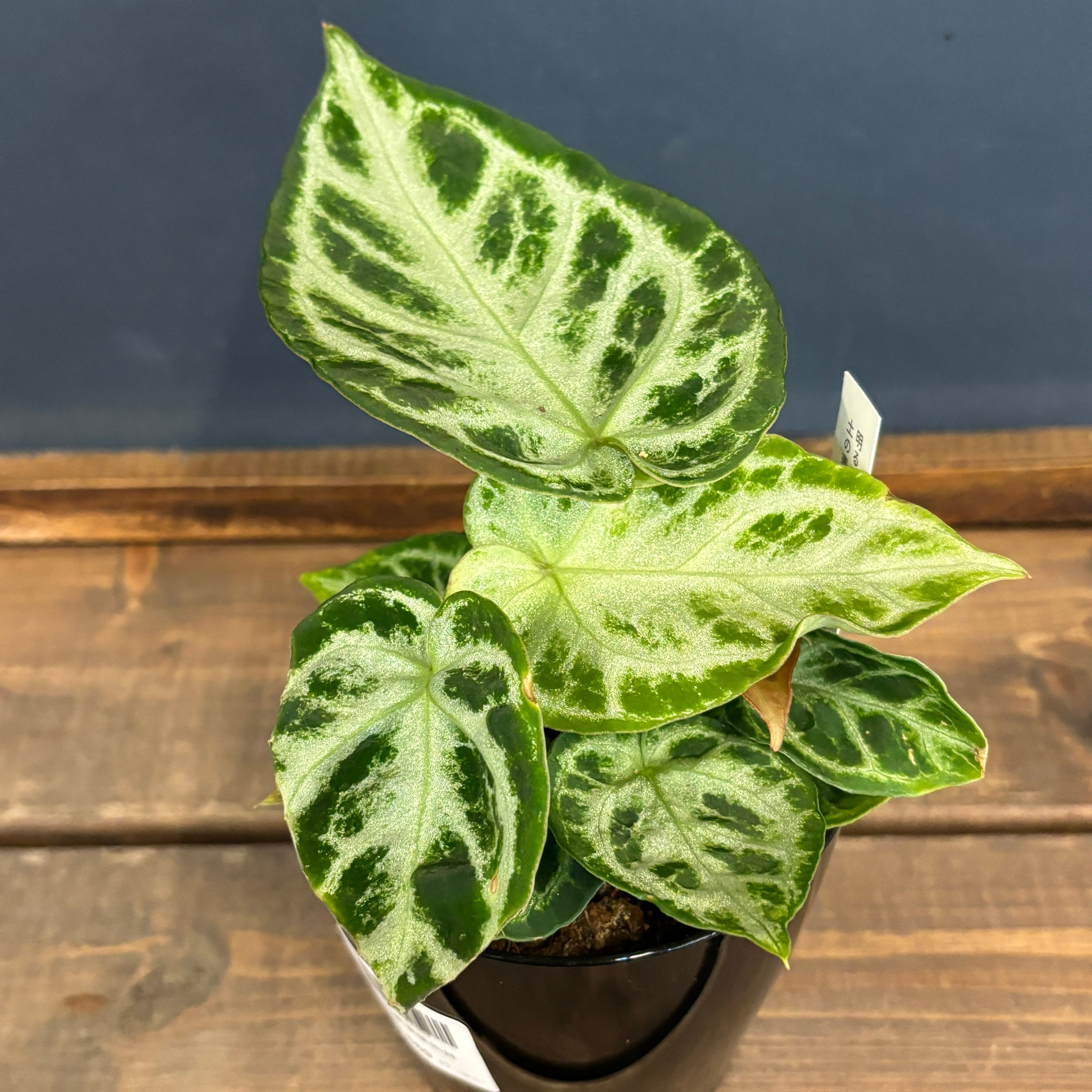 アンスリウム ドラヤキ【287】 | PROTOLEAF プロトリーフ