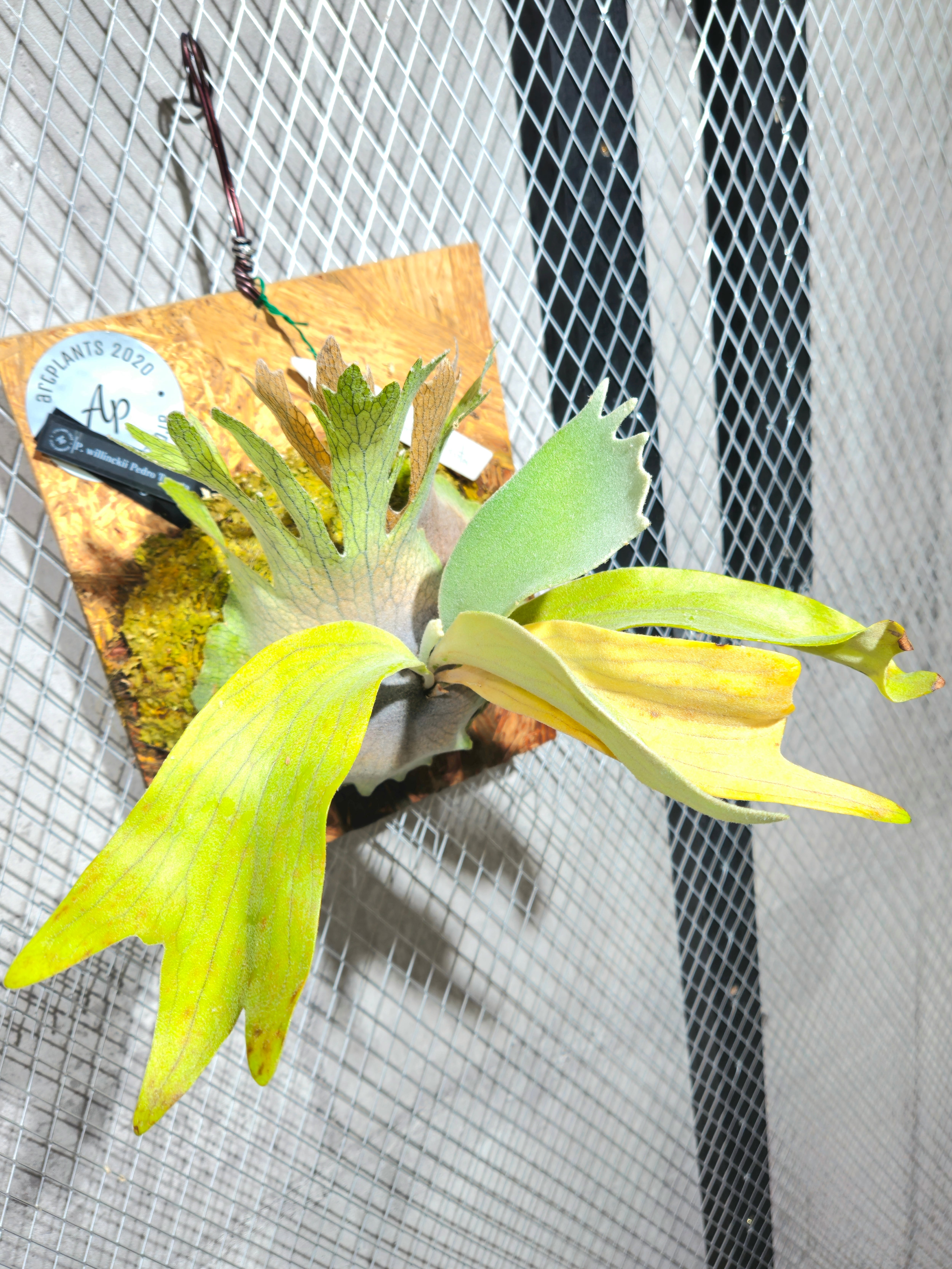 P. willinckii Pedro Tatsuta (OC) 【artPLANTs】ビカクシダ