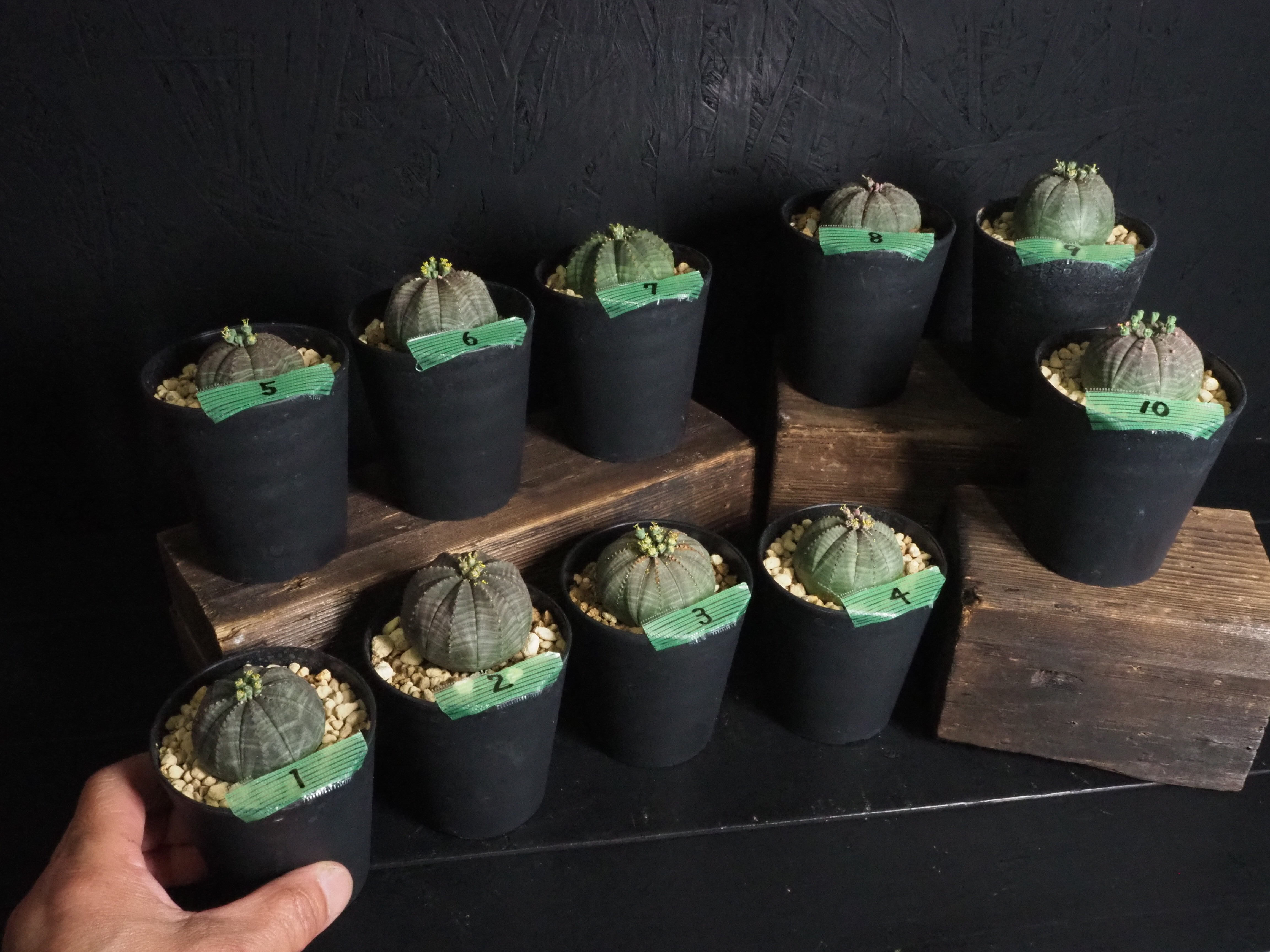 オベサ『雄株♂』Φ40～60㎜未満サイズ／国内実生株／～No.1～10