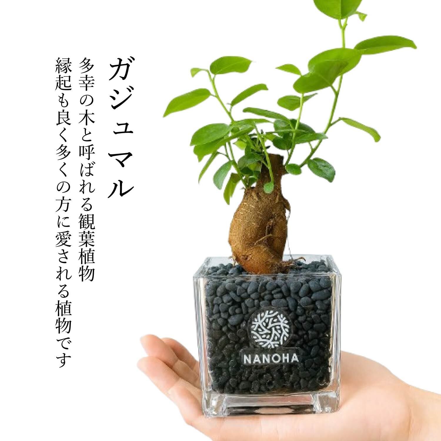 ガジュマル 黒砂利（四角容器） | インテリアグリーンショップ【NANOHA