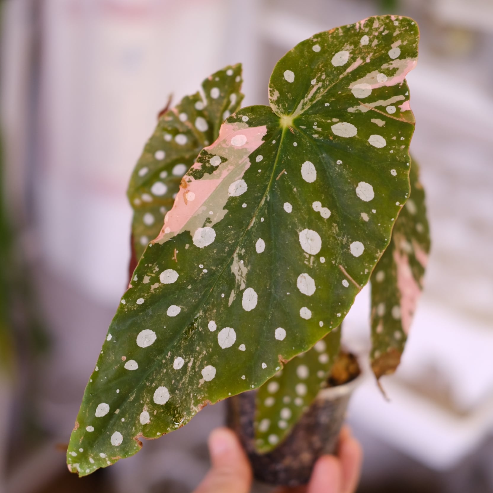 Begonia maculata variegata 'Pink'｜ベゴニア マクラータ ピンク