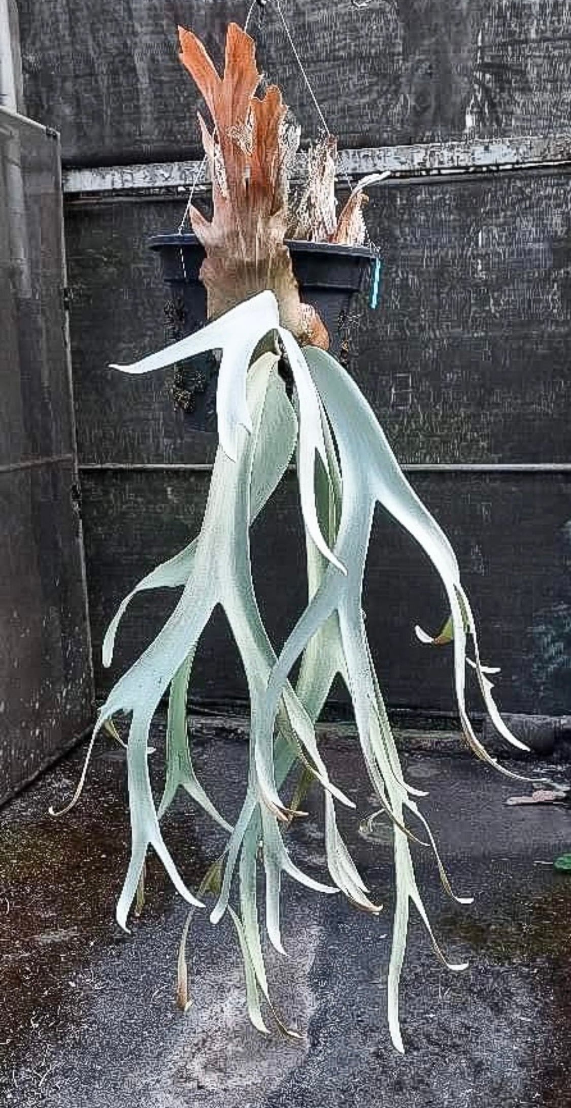 P.Willinckii Indonesia BG7 【artPLANTs/PLANTS GARAGE】ビカクシダ