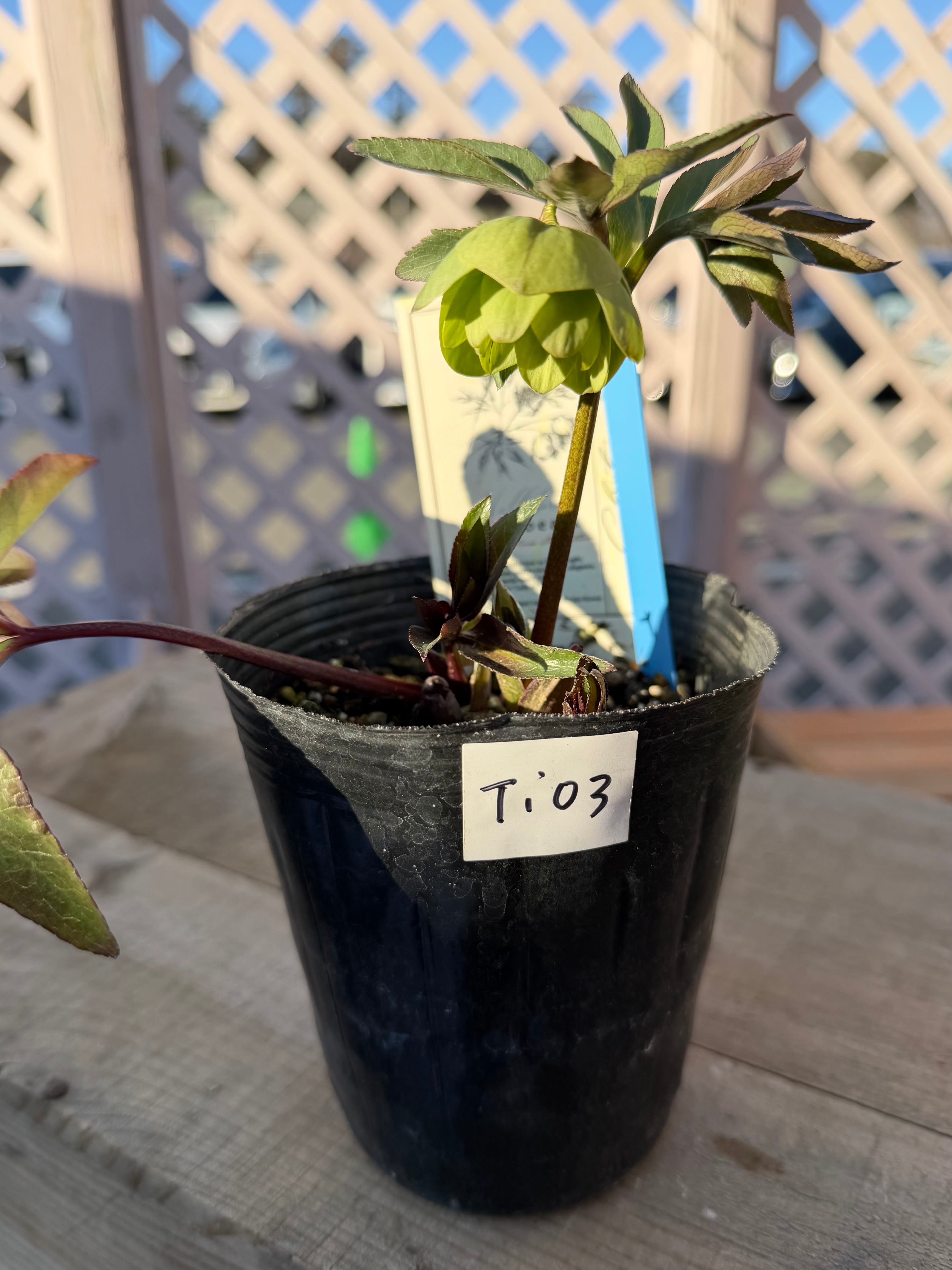 リトルビーストファントム デュメトラム系 高橋育苗 クリスマスローズ