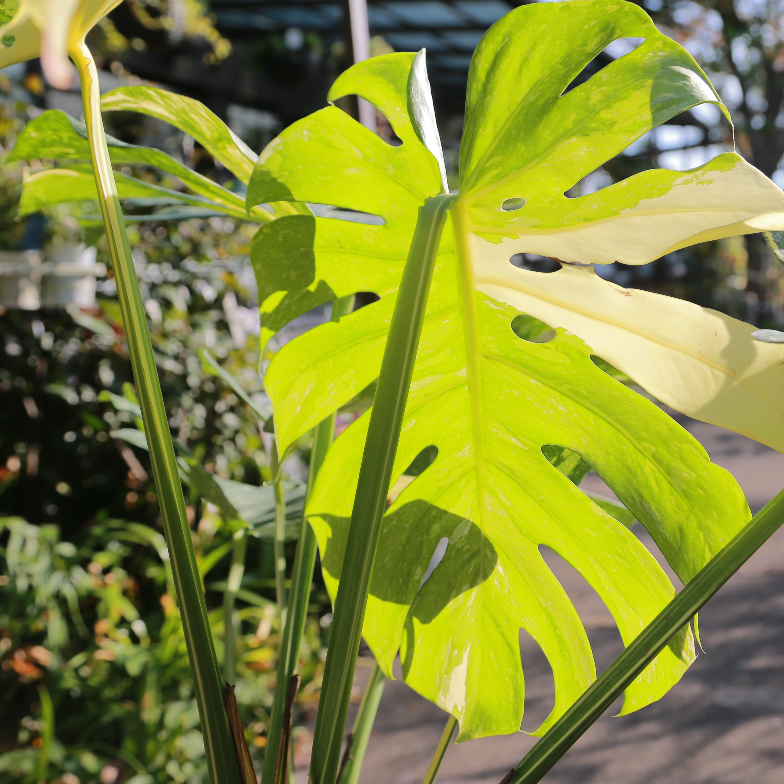 斑入り モンステラ イエローブリュレ デリシオーザ デリキオサ