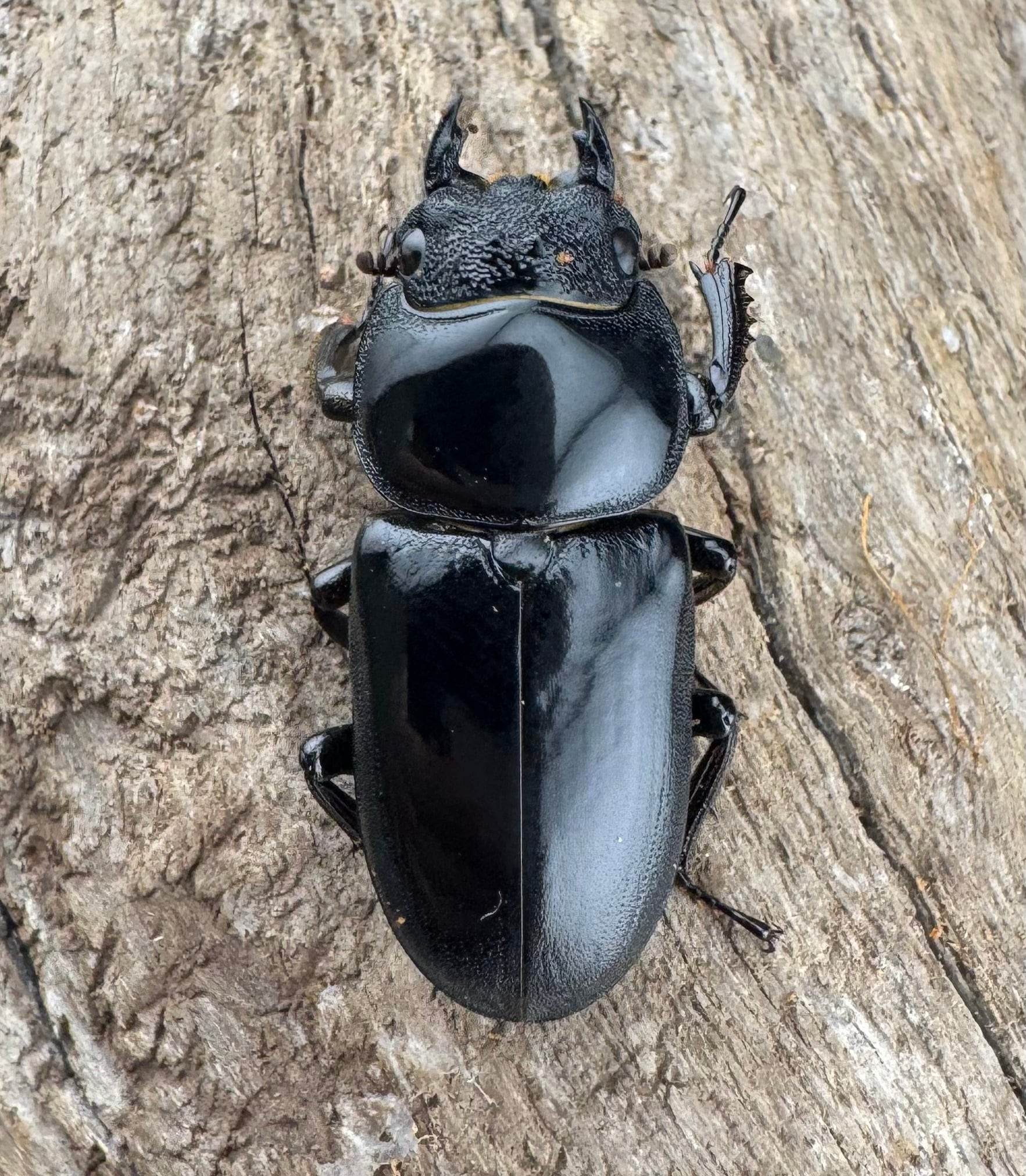 WD】《ドルクスヤクシャ原名亜種 43mm ペア》 | KPW公式オンラインショップ