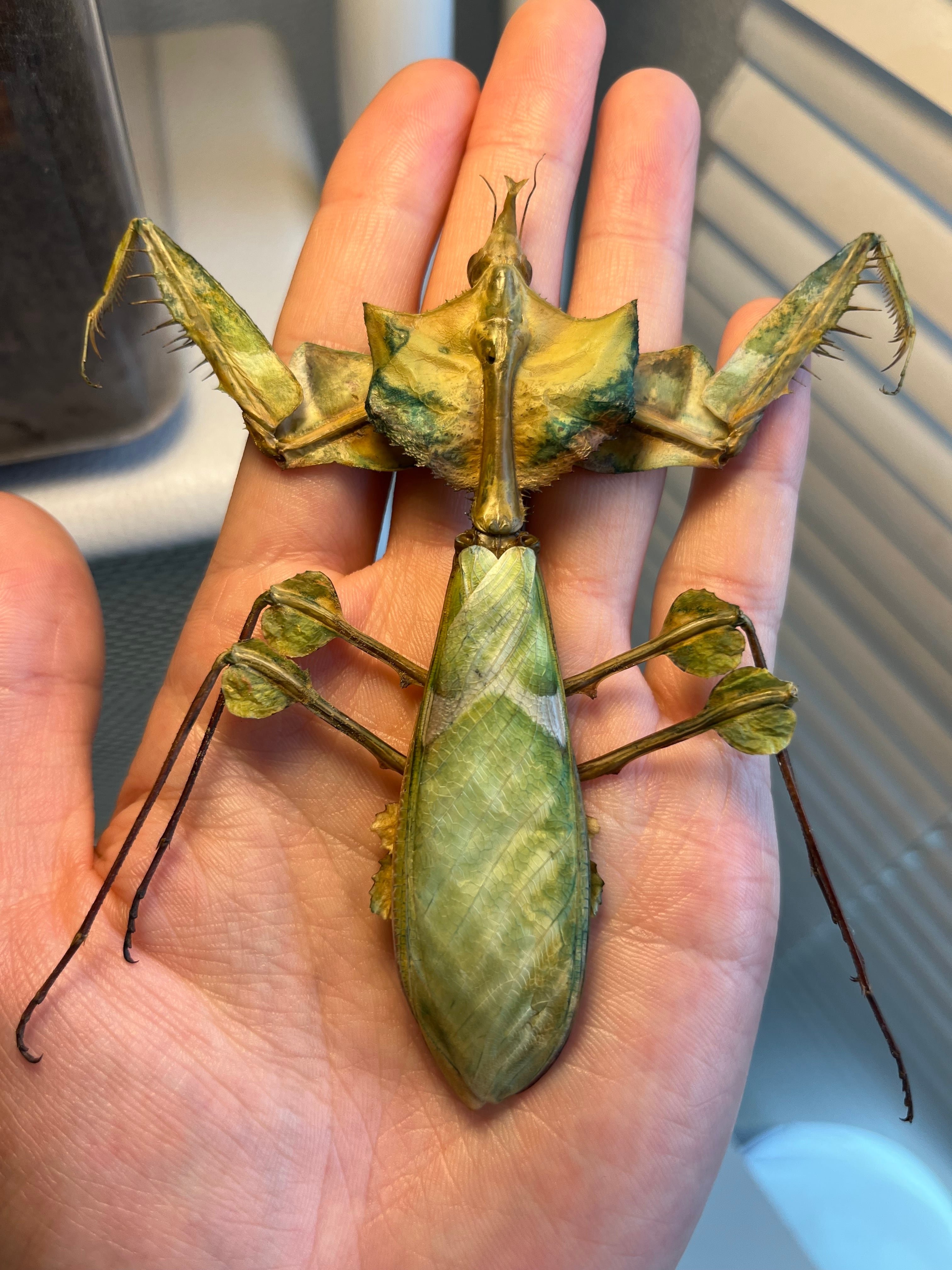 標本】ケンランカマキリ スパイダーマンティスレッドローチ