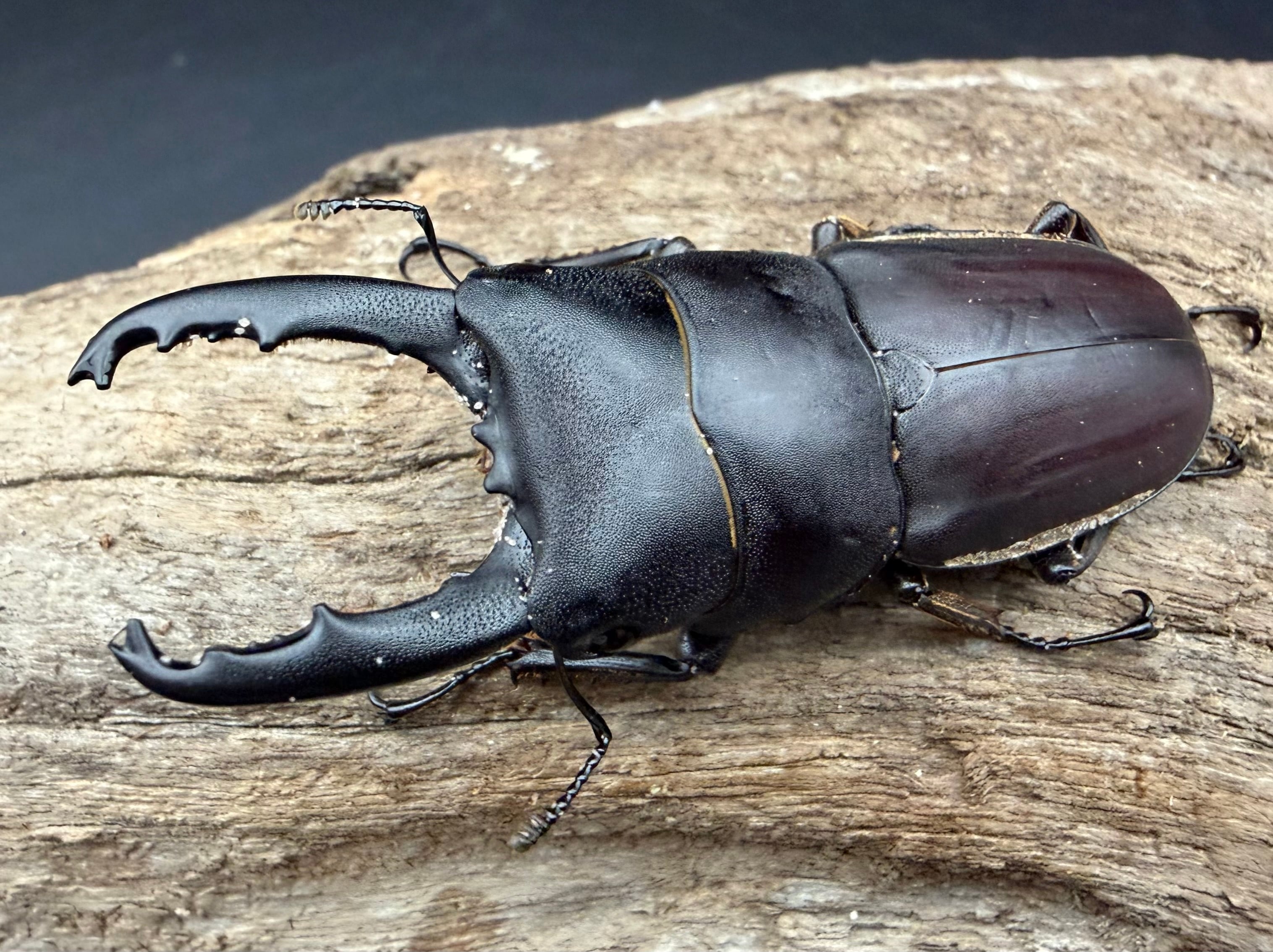 WD】《タウルスヒラタ原名亜種 パダン産 56mm ペア》 | KPW公式