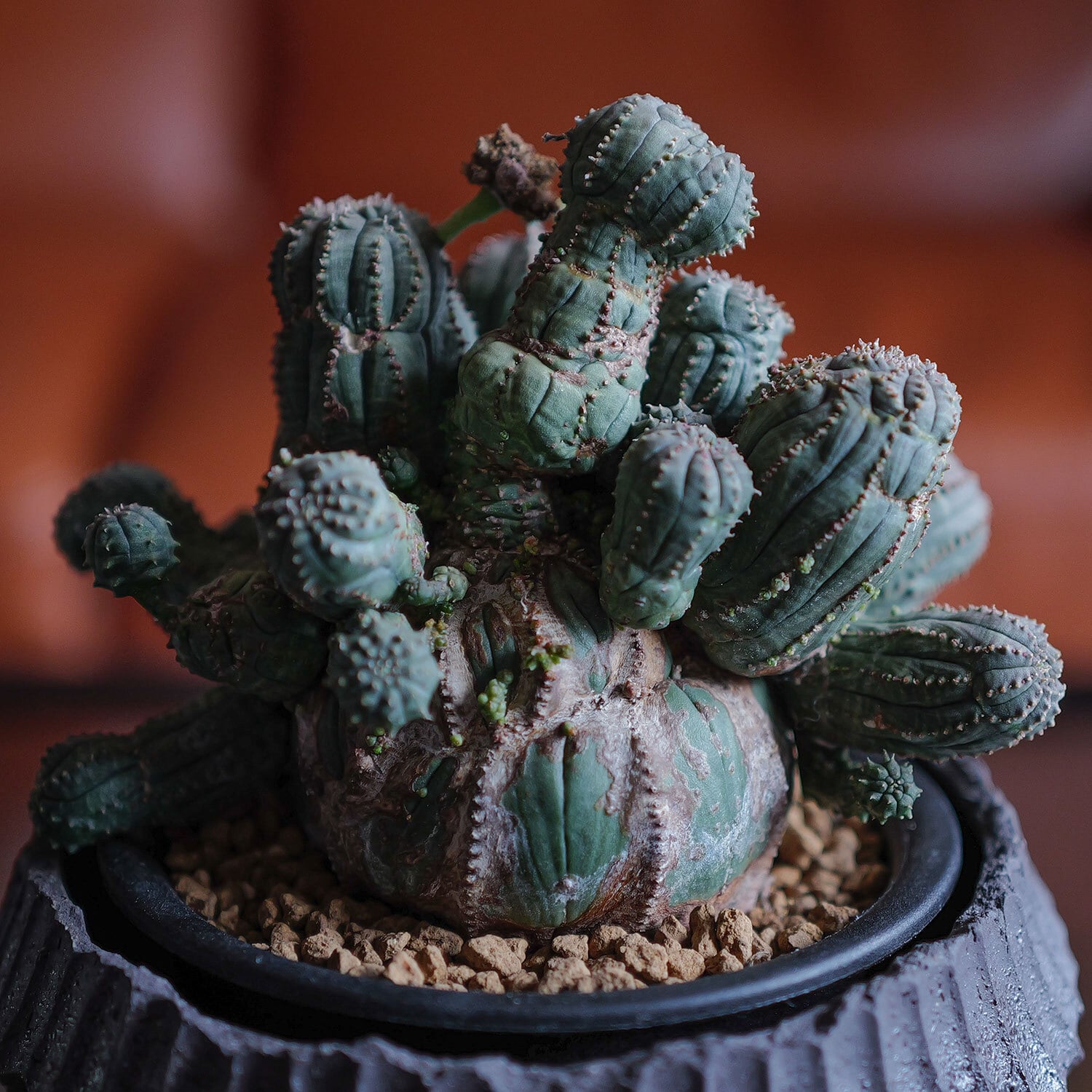 ユーフォルビア オベサ木質化③ | Lines BOTANICAL SHOP 【特選極上大