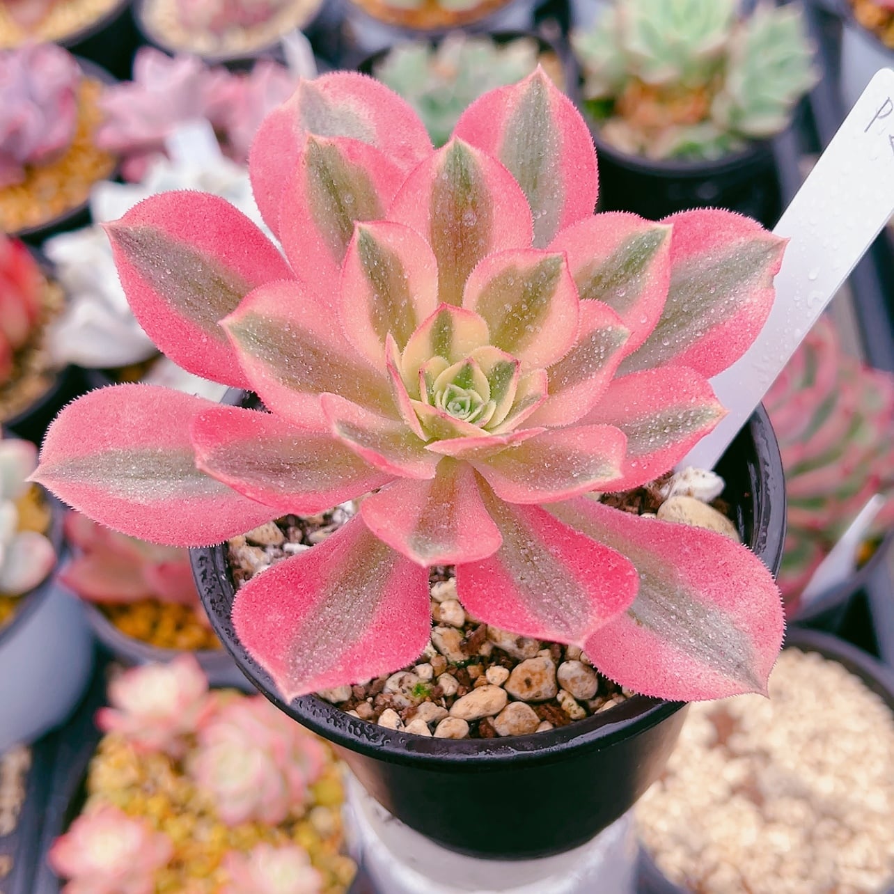 ハオルチア ラブハート錦 超極上斑 多肉植物 ハオルチア ラブハート錦