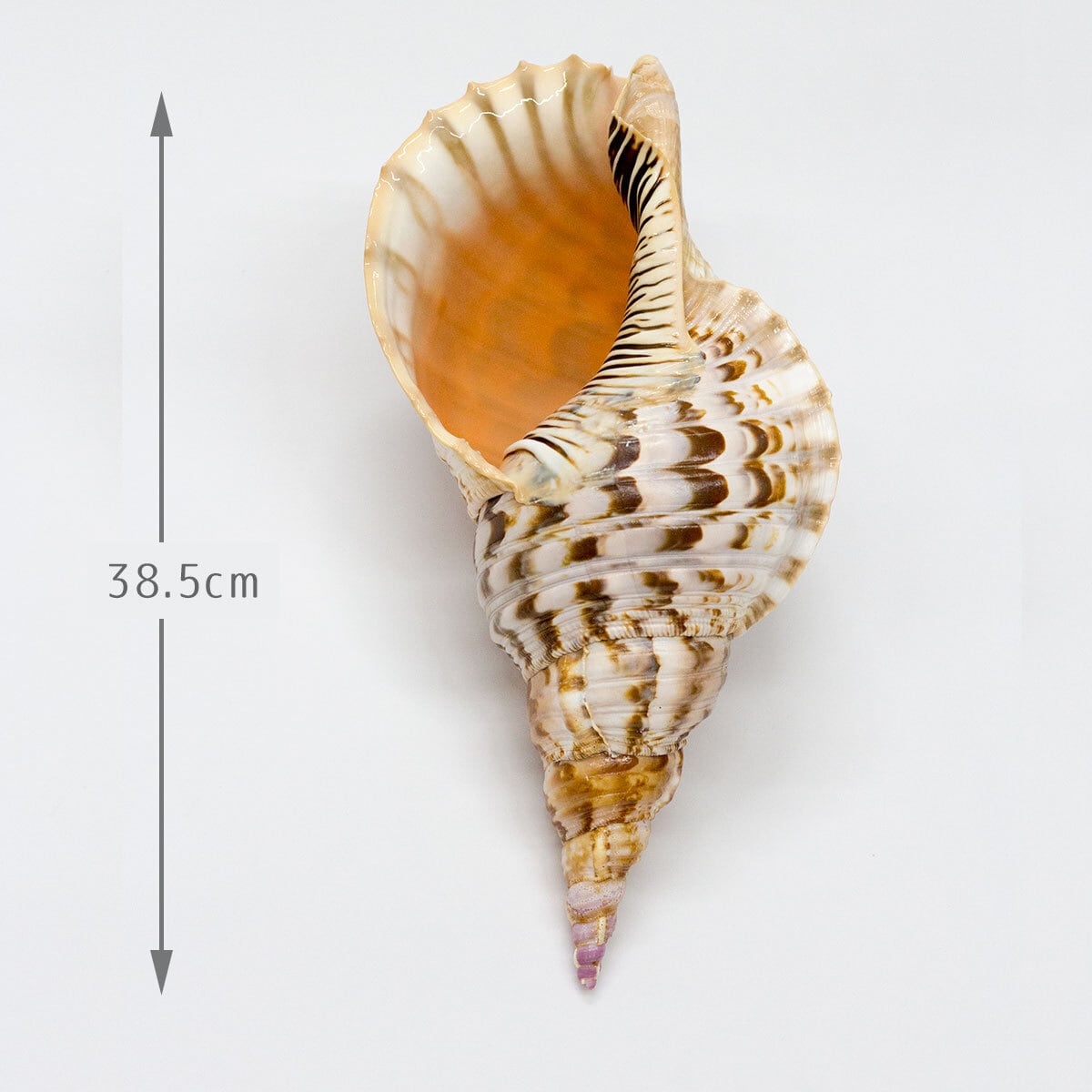 法螺貝（サイズ：38.5cm） | 貝のアクセサリー専門店海の宝石蜂屋