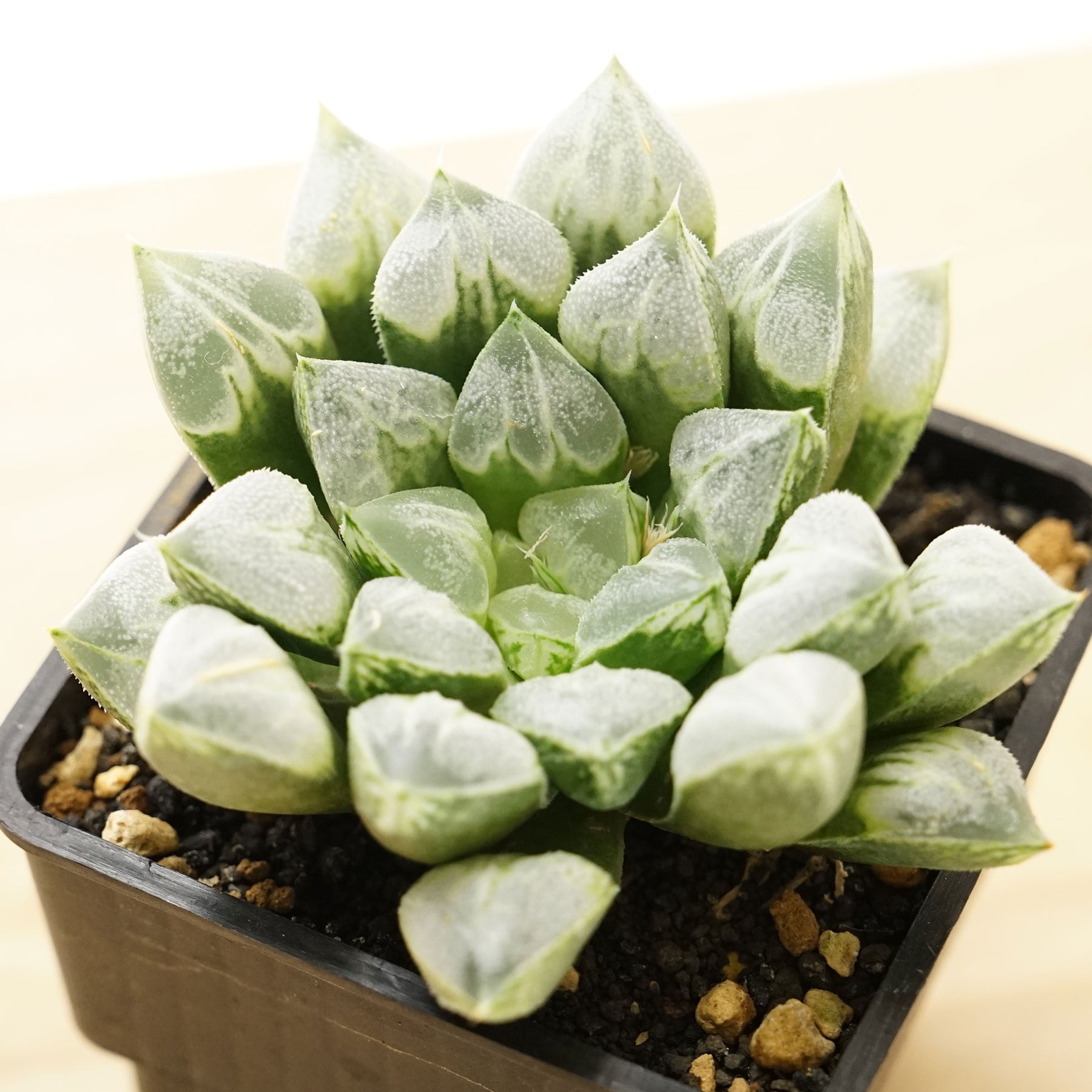 PREMIUM】抜き苗 ラブハート 巨大株 Haworthia 'Love Heart