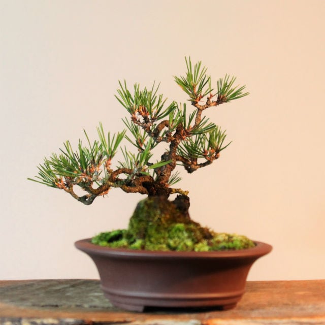 松柏盆栽 黒松文人木 | 盆栽と山野草の植物店 八百日 ヤオカプランツ