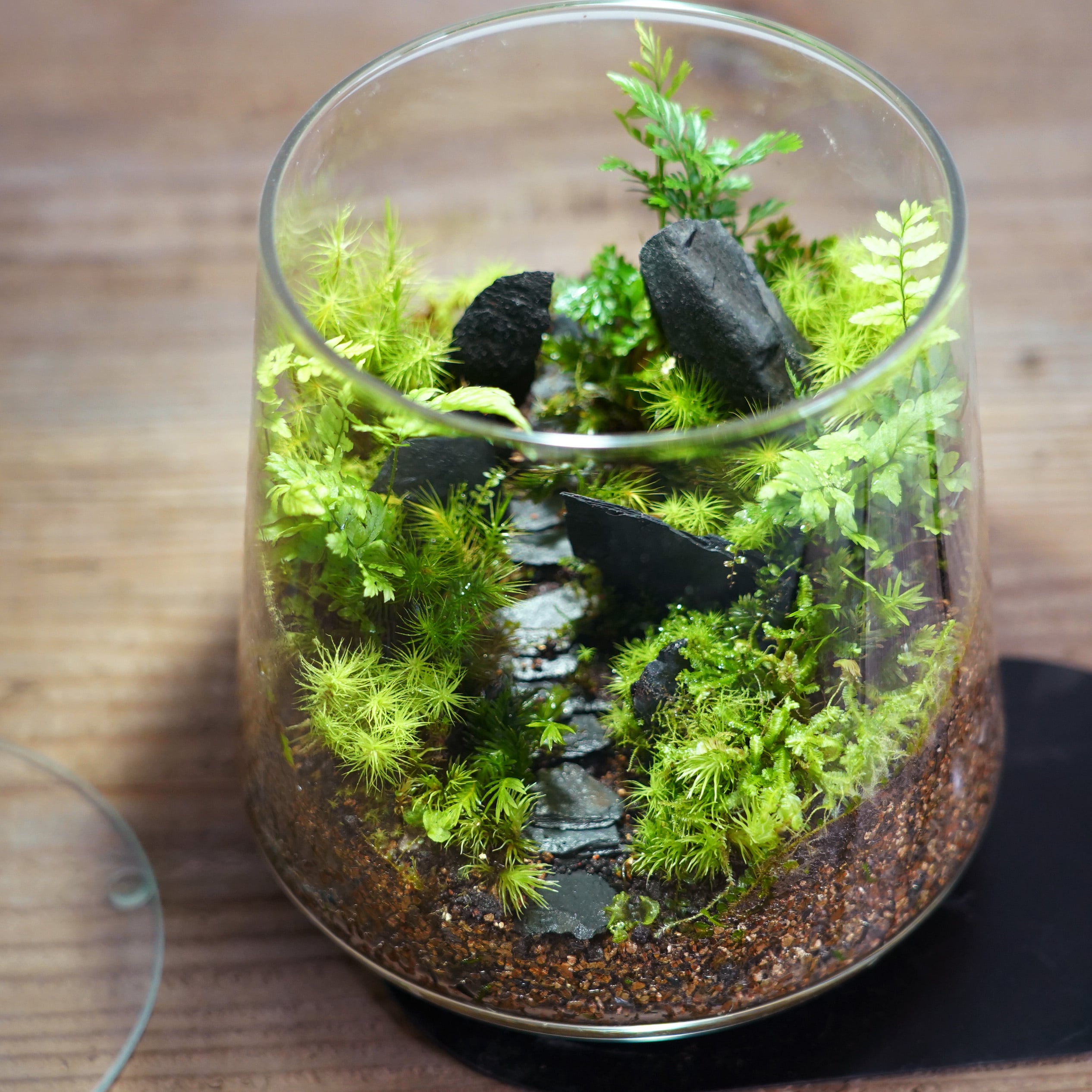 苔テラリウム作品『悪魔の黒小道』◇限定作品 2.20#2 | 苔テラリウム
