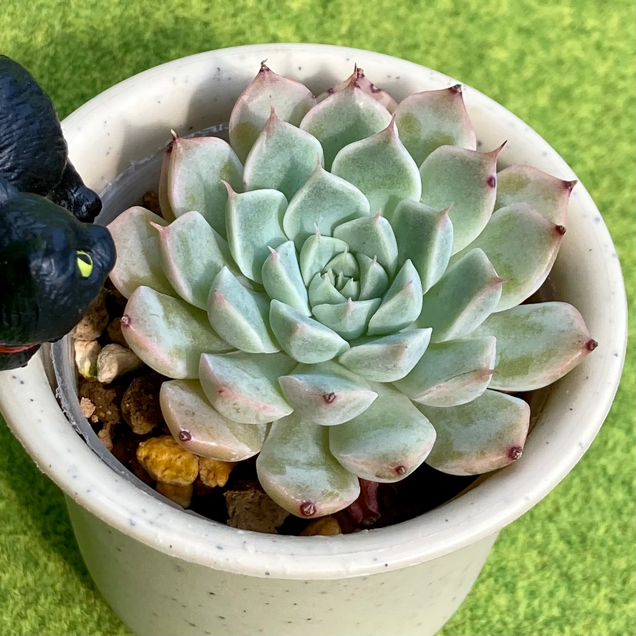 ハオルチア 「白蛇伝」 カキ仔 【公式通販】