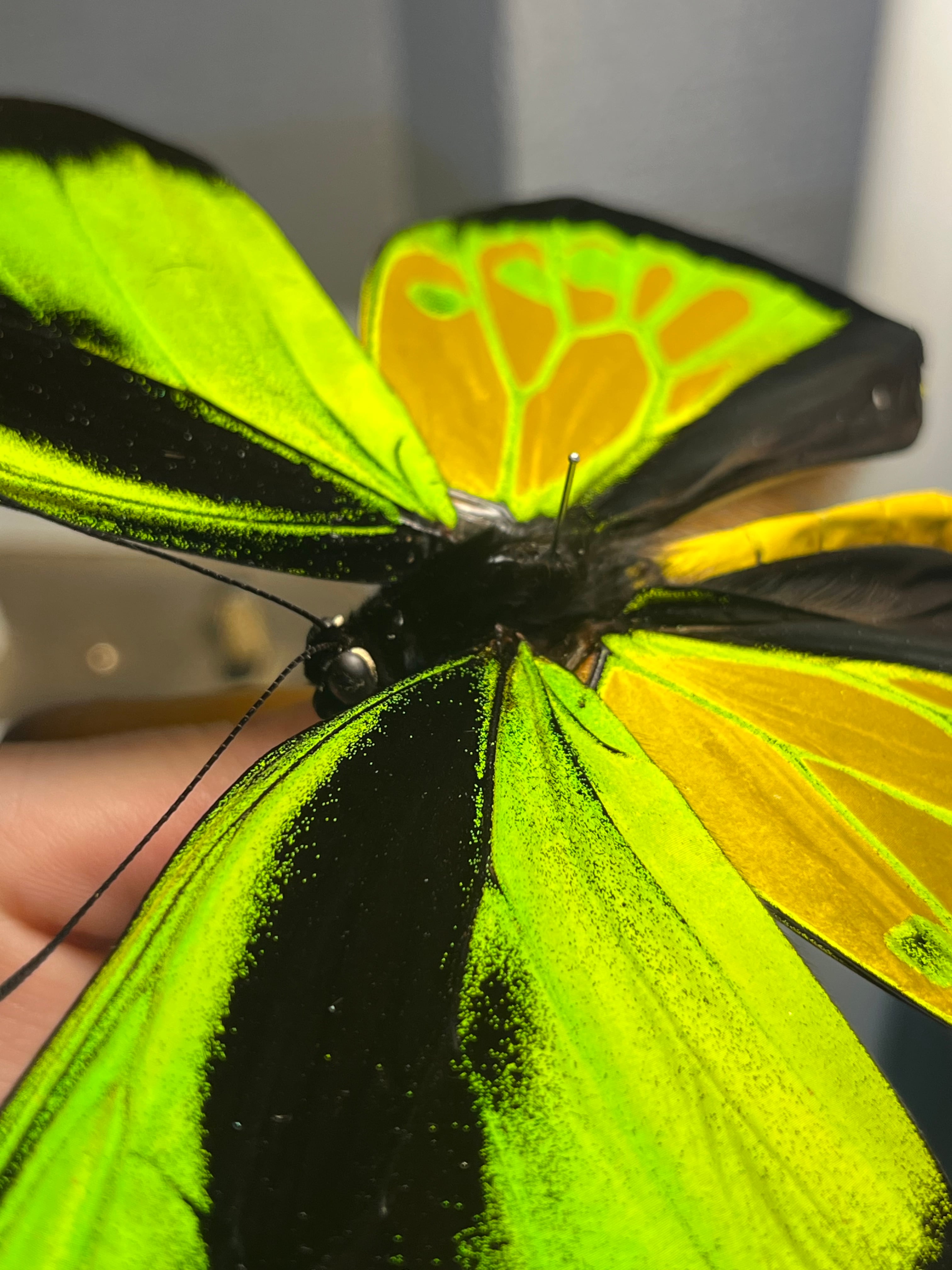 蝶最大級】ゴライアストリバネアゲハ 外国産蝶標本 蝶 標本 メガネ