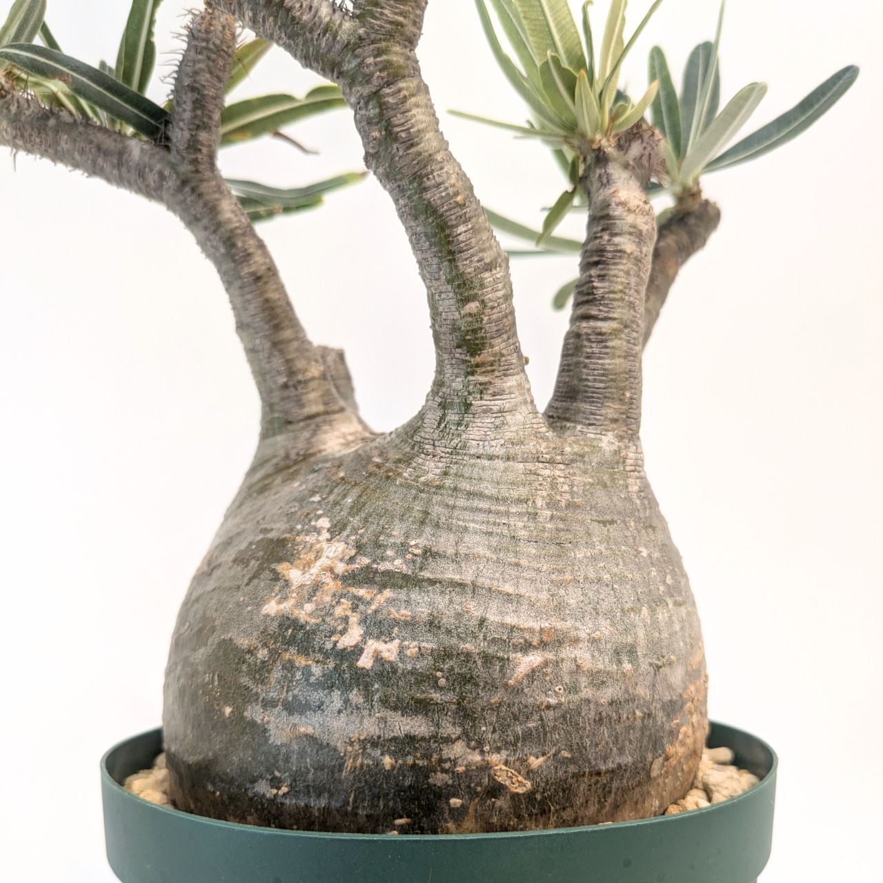 パキポディウム ロスラーツム グラキリス Pachypodium rosulatum var