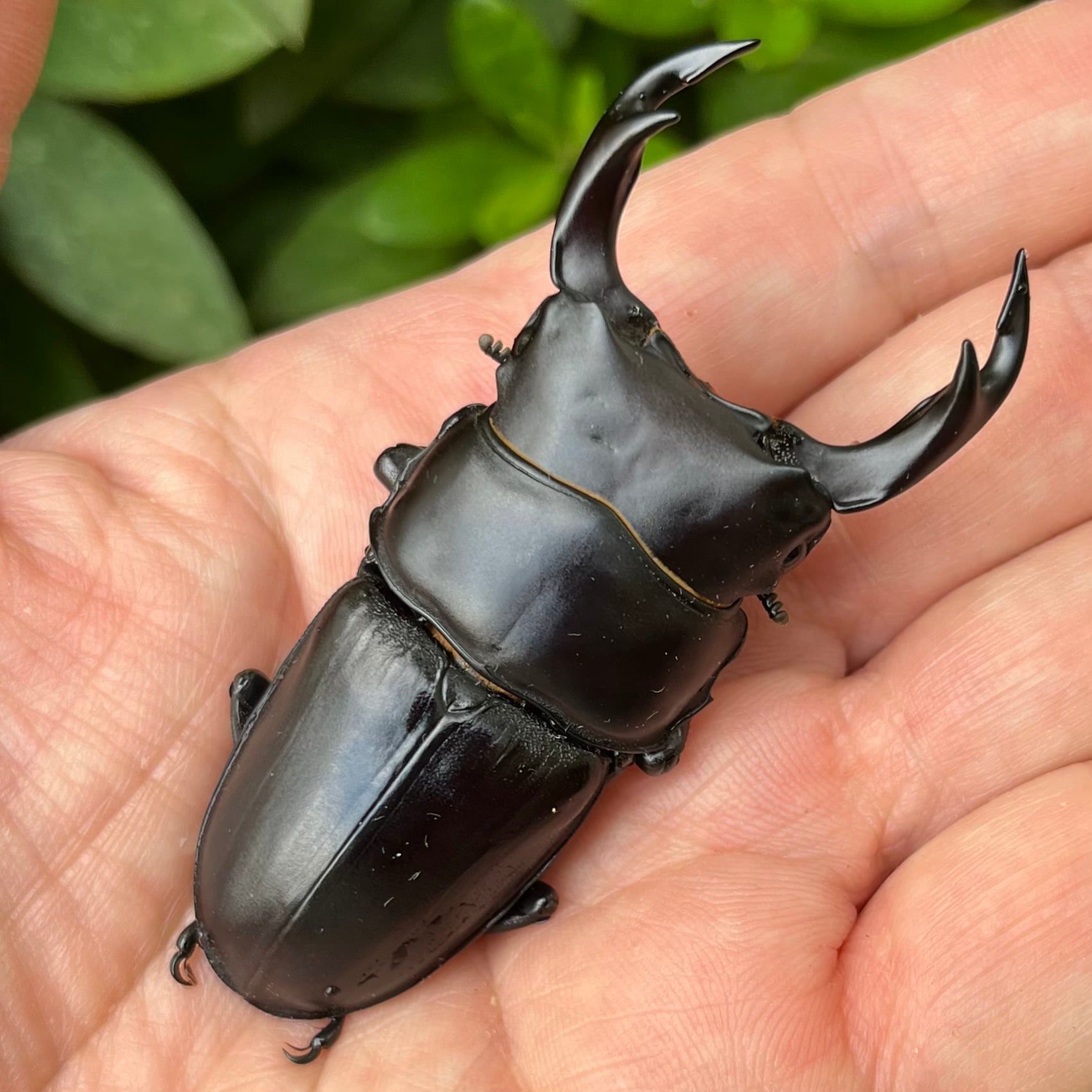 長崎県 対馬産 オオクワガタ メス 野外品 座標付き 長崎県 対馬産