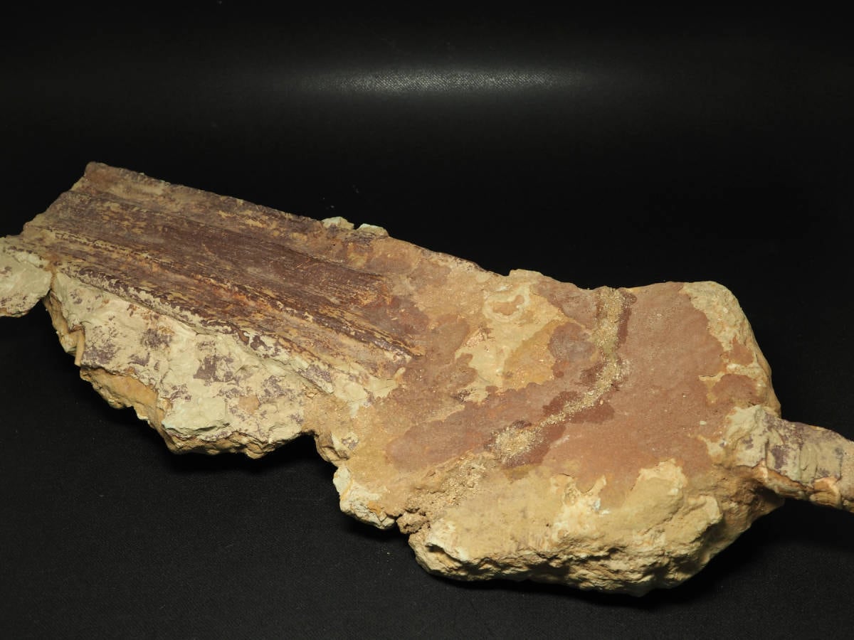 巨大！ノコギリエイの吻【Onchopristis numidus】【全長840mm