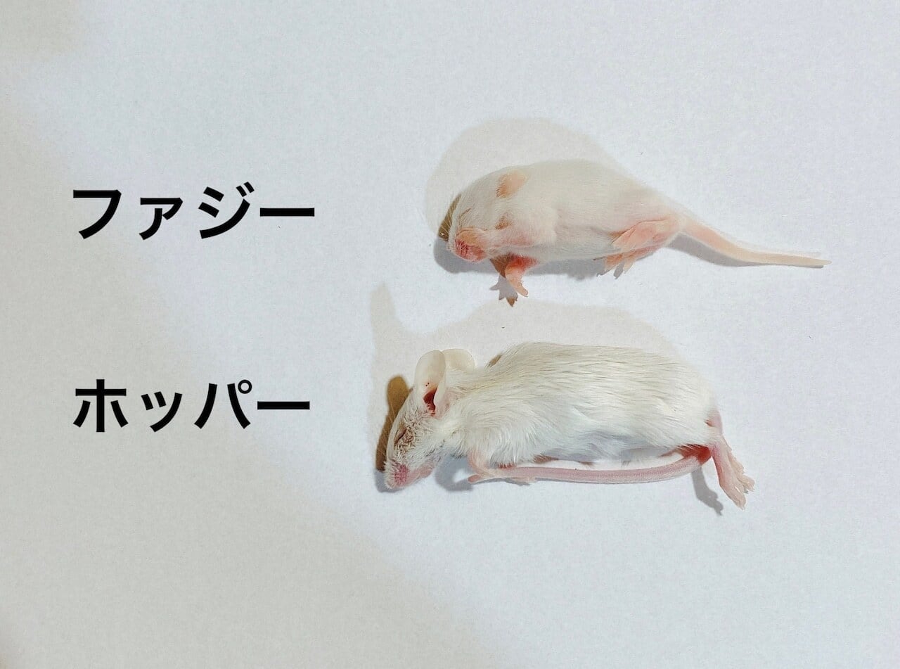 冷凍ラット | ネズミ屋さん