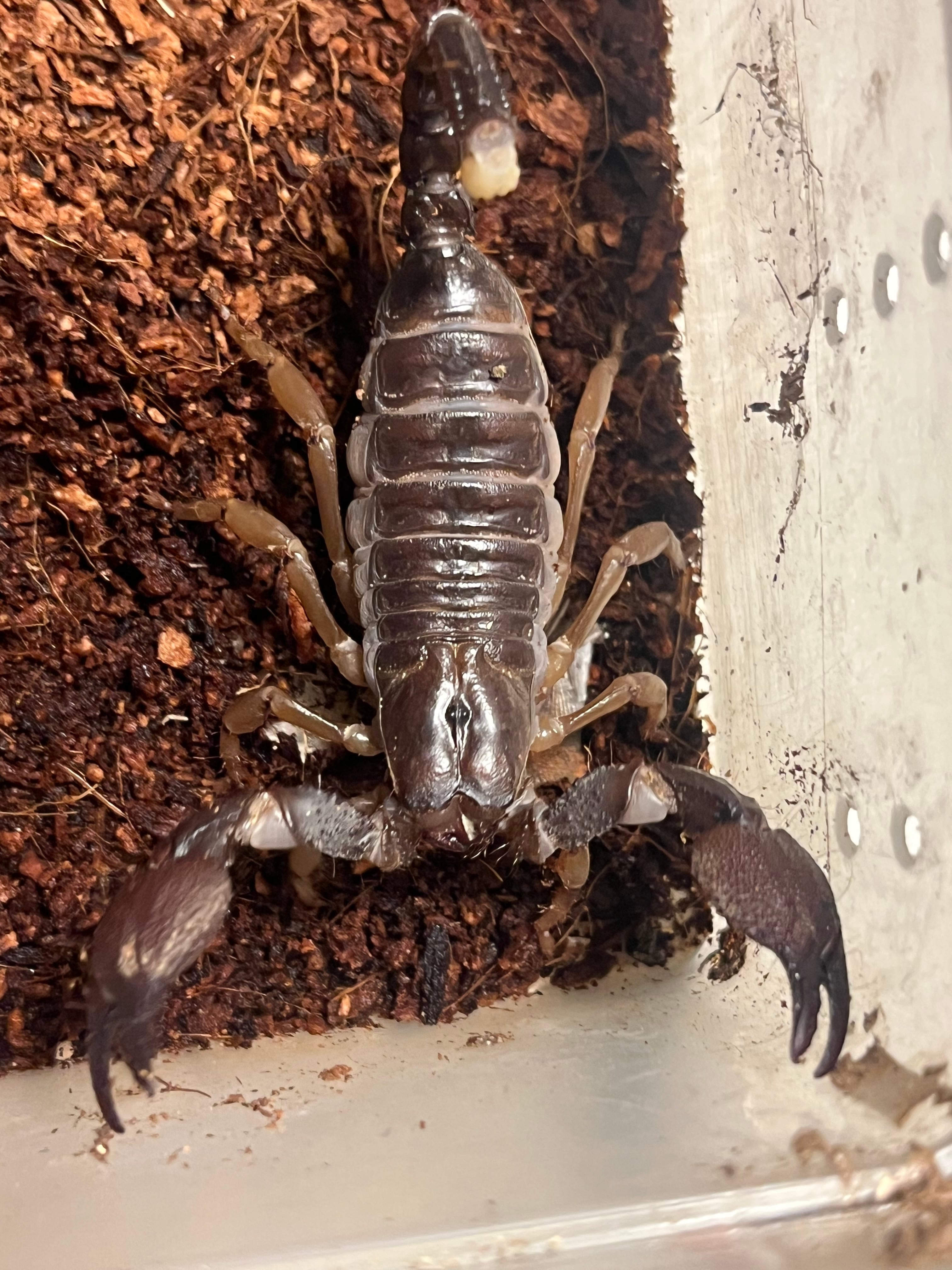 Chersonesometrus fulvipesインディアンブラックスコーピオン