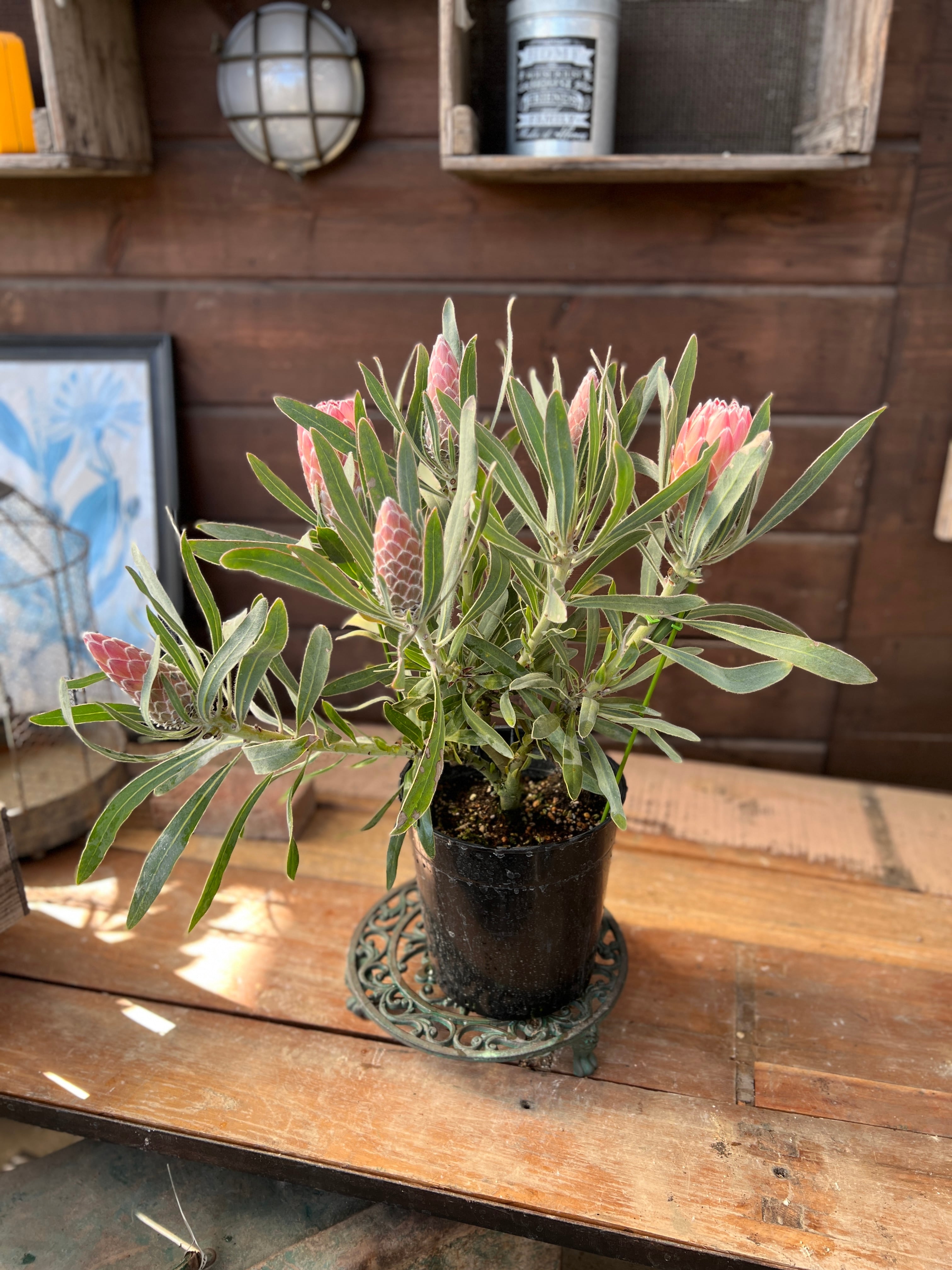 プロテア ジュリエット③ 花:6個 | 沼ノ上農園