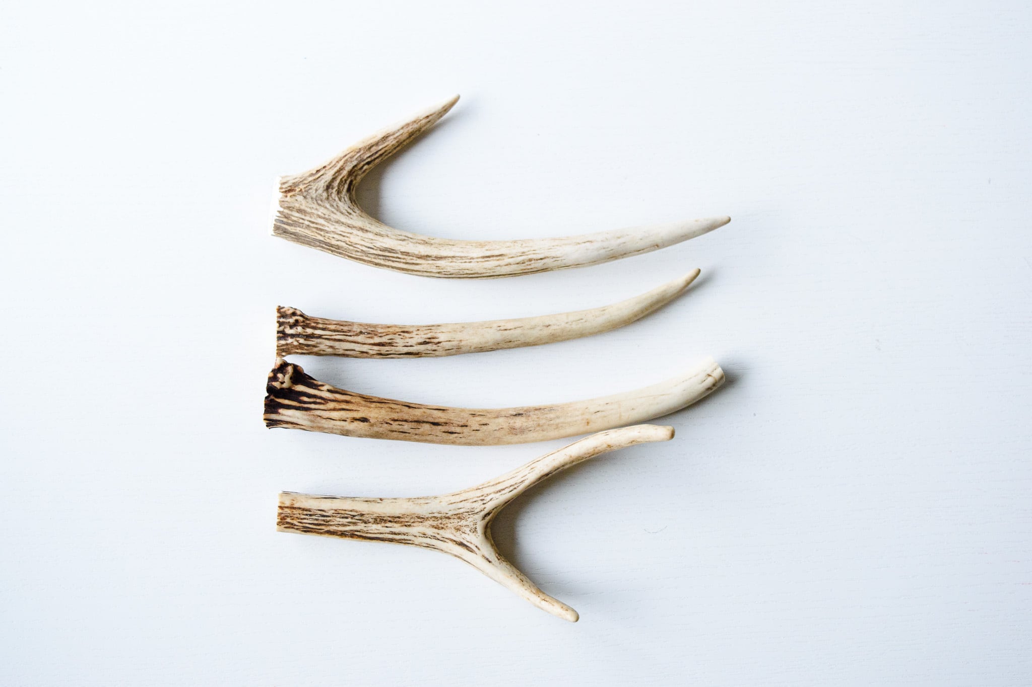 エゾシカ角 4本セット（約15～20cm） | シカ工房 伊藤産業