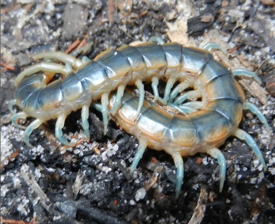 ムカデ | オモニキチュウ