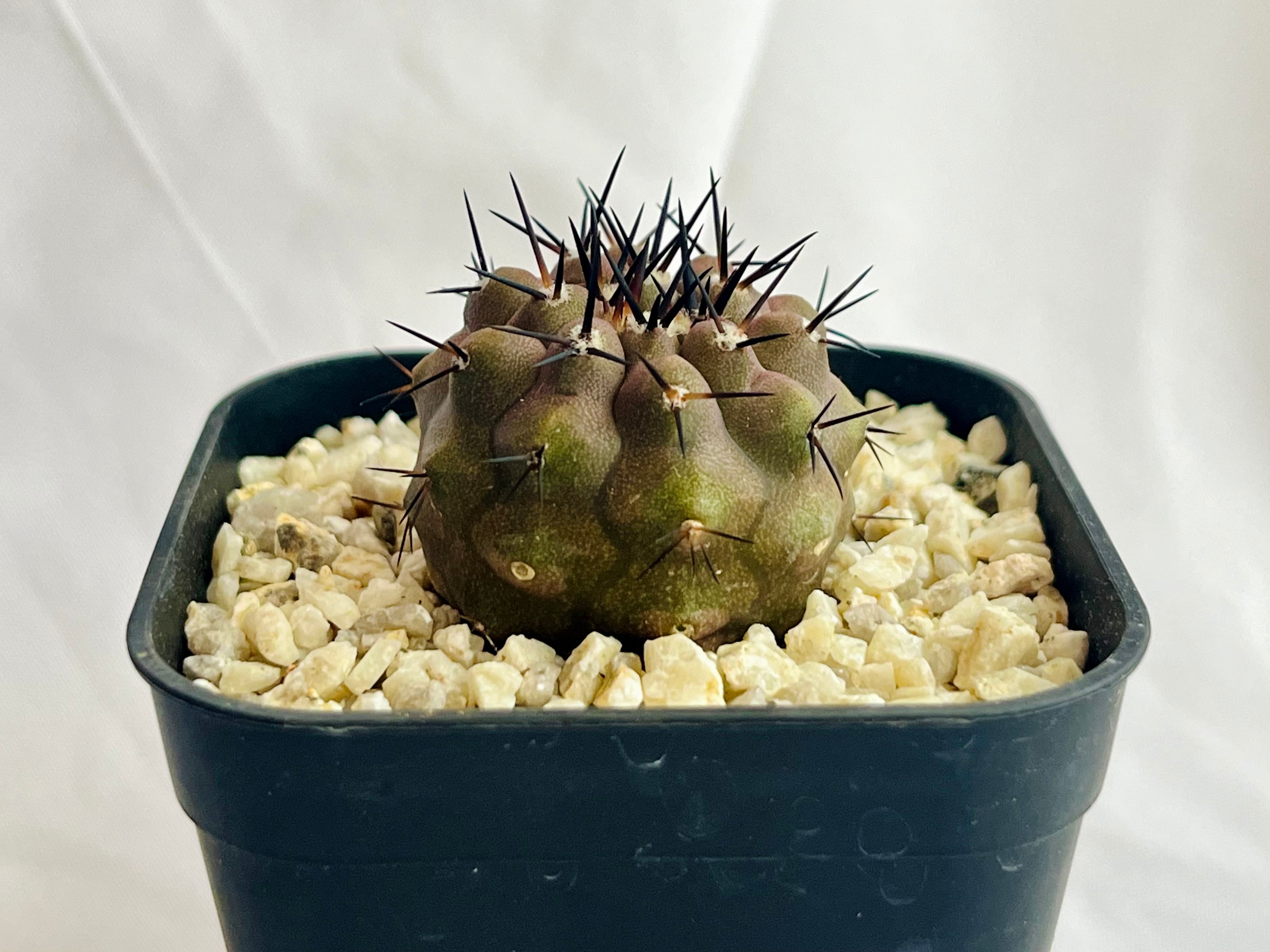 Copiapoa cinerea コピアポア シネレア 黒王丸 サボテン | plants MARU