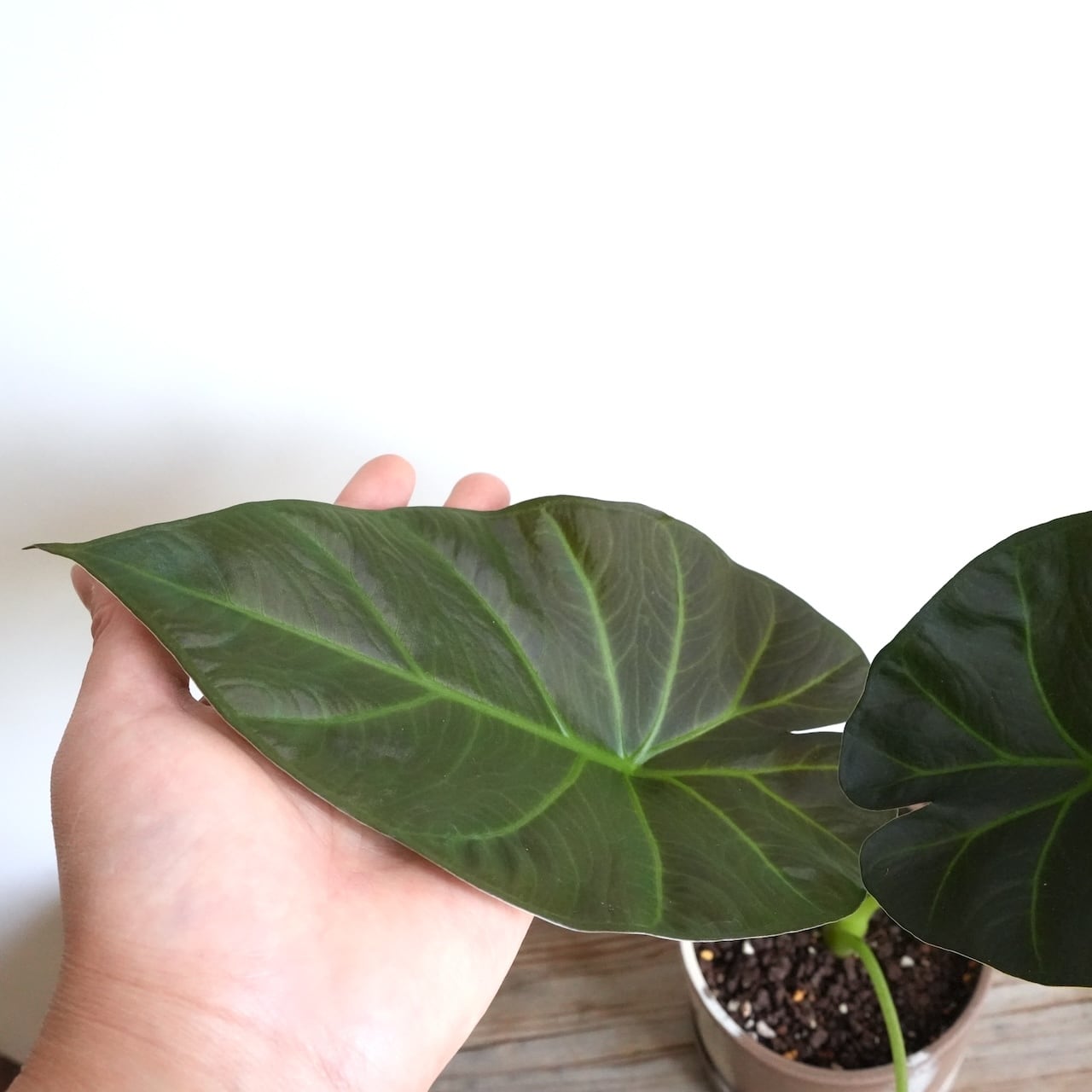 送料込み】観葉植物 アロカシアリーガルシールズ 4号サイズ 化粧プラ