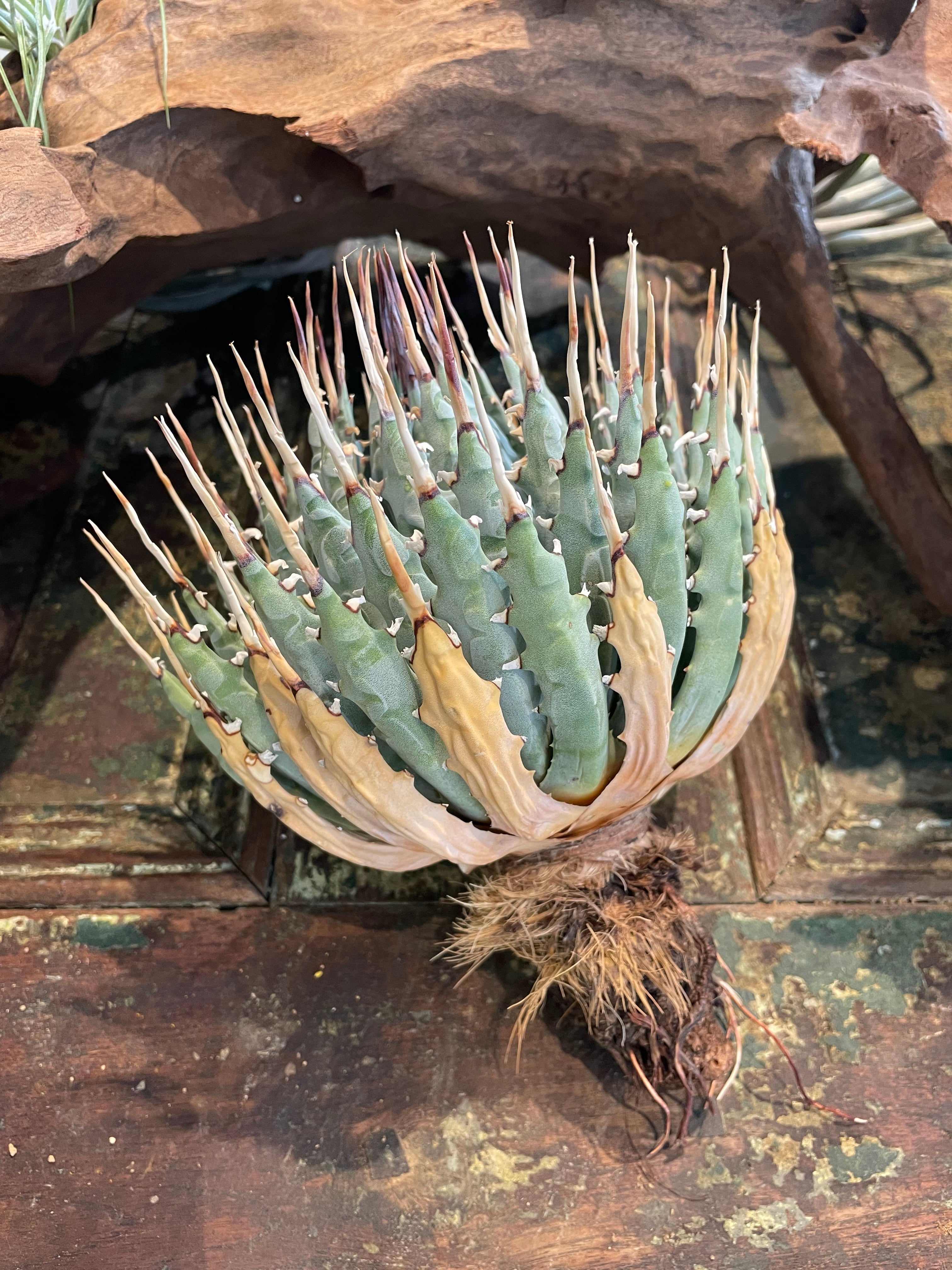 エボリスピナ 陽炎 コレクション株⑦ (極) - 7 アガベ ユタエンシス