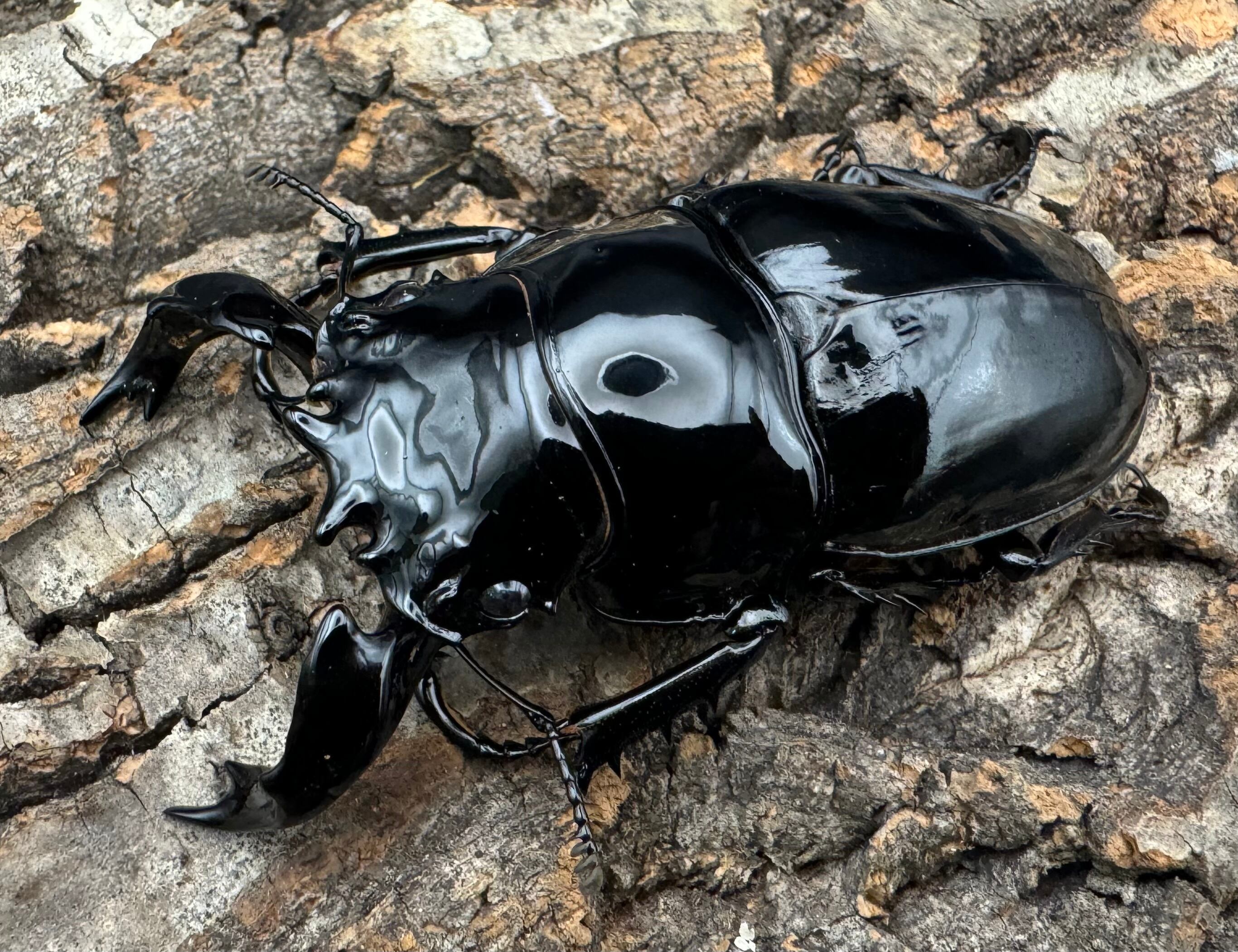 タランドゥスの仲間 | KPW公式オンラインショップ