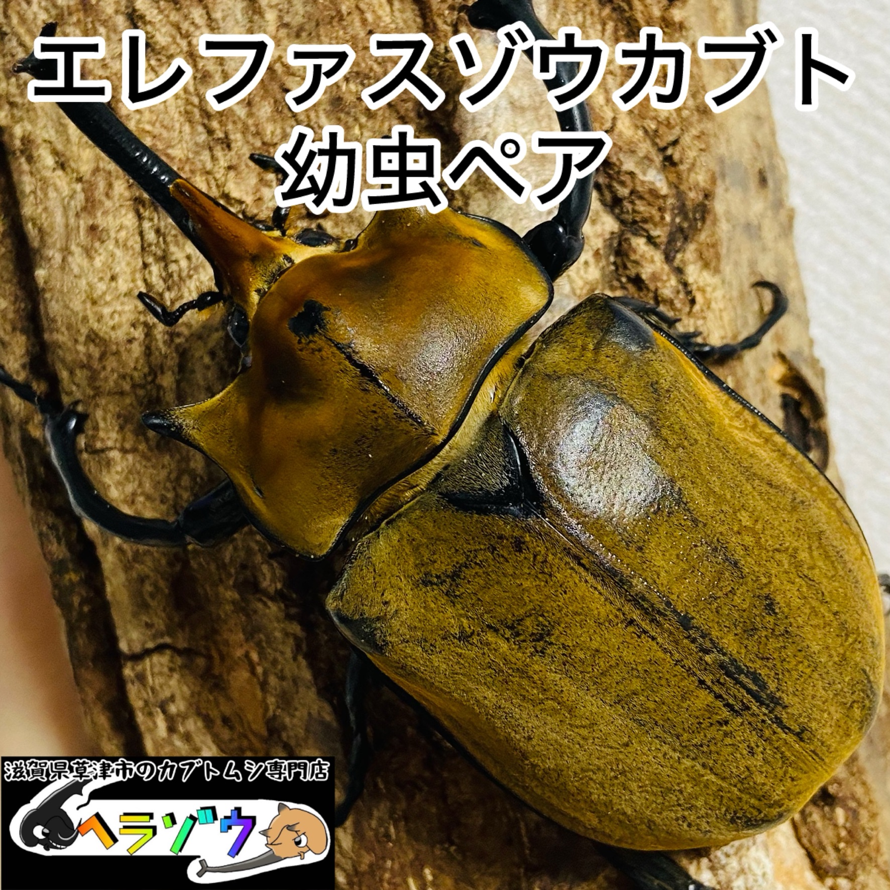 エレファスゾウカブト 幼虫 ペア - ヘラゾウ | カブトムシの販売