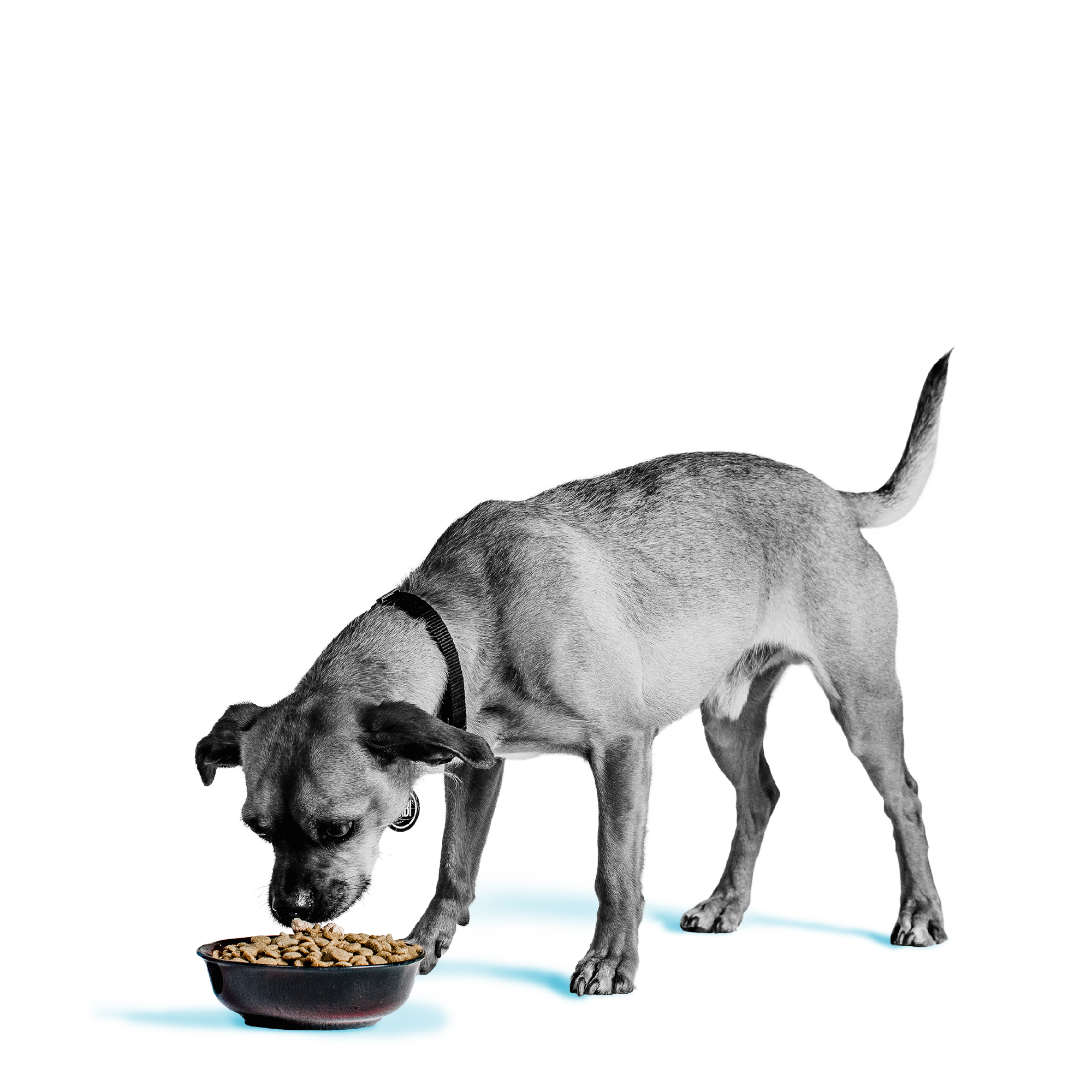 Liberty® Dry Food for Dogs - Game Bird Feast • BIXBI