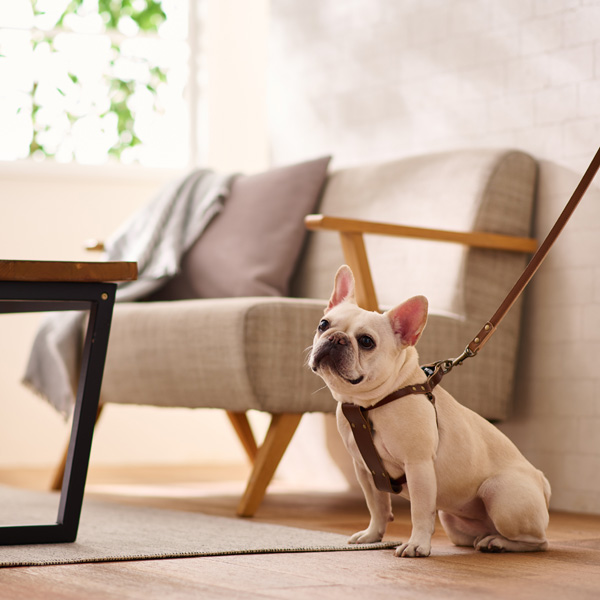 ボンビアルコン オンラインショップ / 栃木レザー ハーネス グリーン