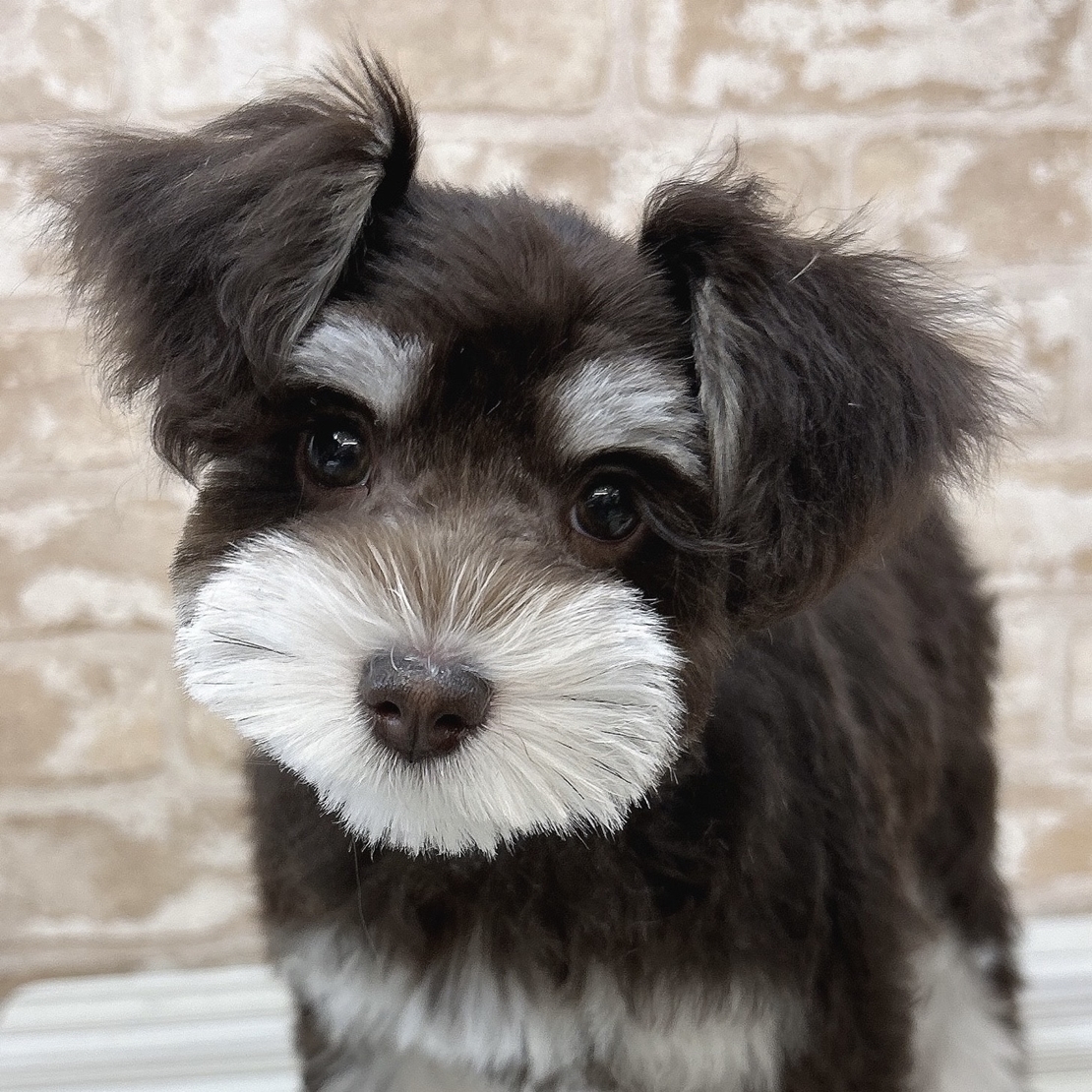 MSC-0001 | ボブテイルシュウ東京