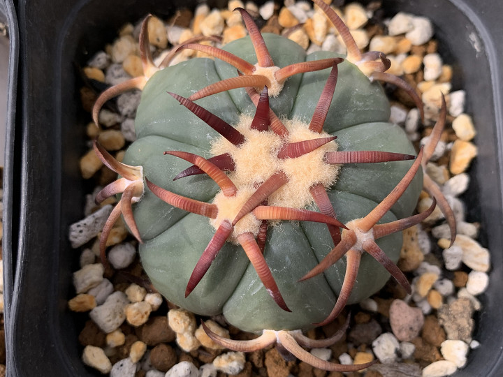 Shabomaniac! 北米強刺サボテン